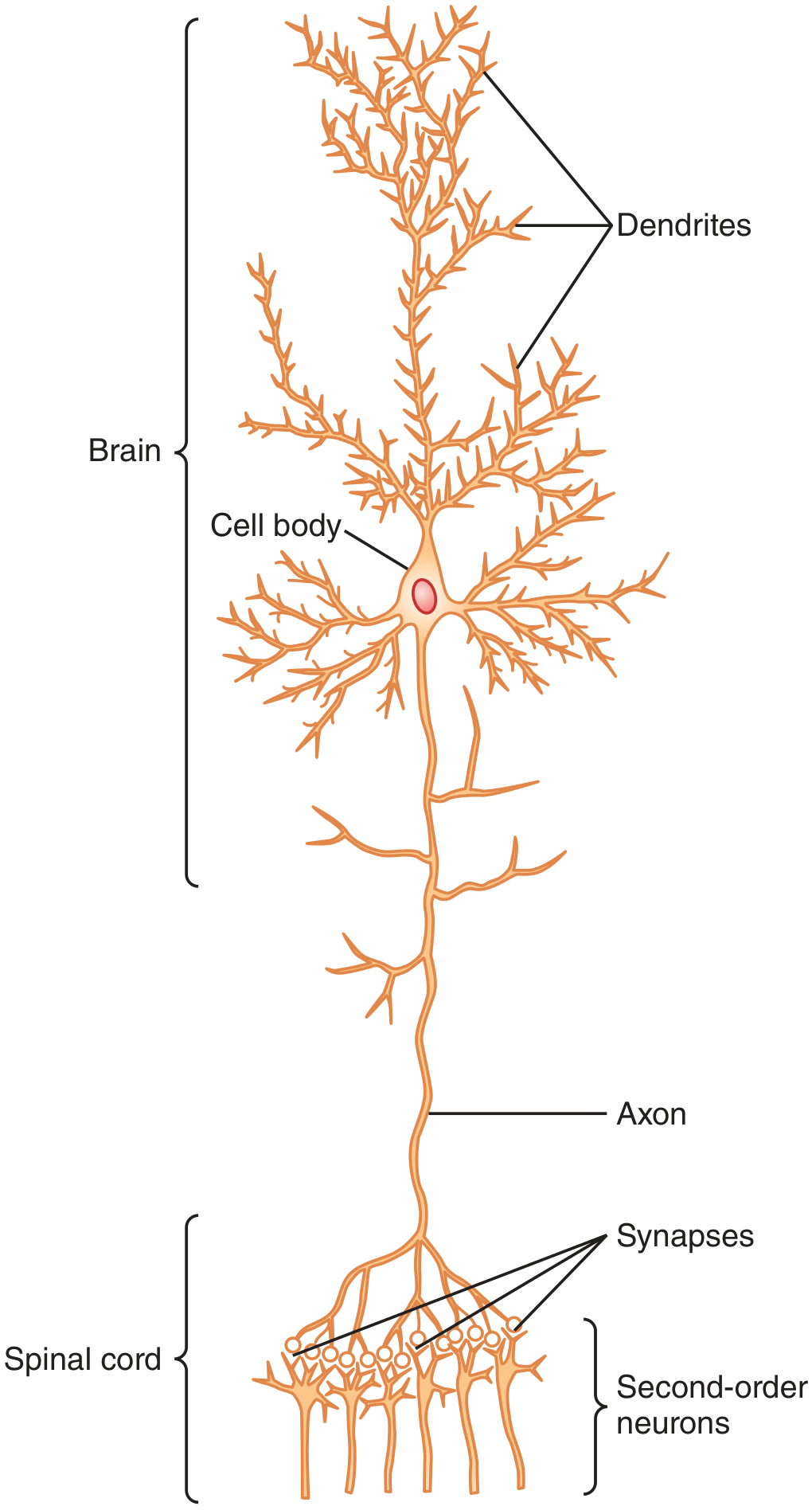 Structure of a large neuron in the brain showing cell body, dendrites, axon, synapses, and connections to brain and spinal cord