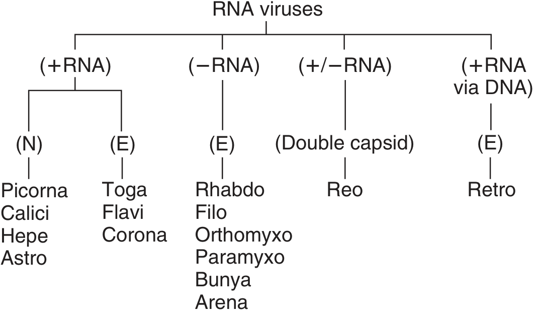 RNA virus classification tree - positive RNA (Picorna, Calici, Hepe, Astro, Toga, Flavi, Corona), negative RNA (Rhabdo, Filo, Orthomyxo, Paramyxo, Bunya, Arena), double-stranded (Reo), and retroviruses