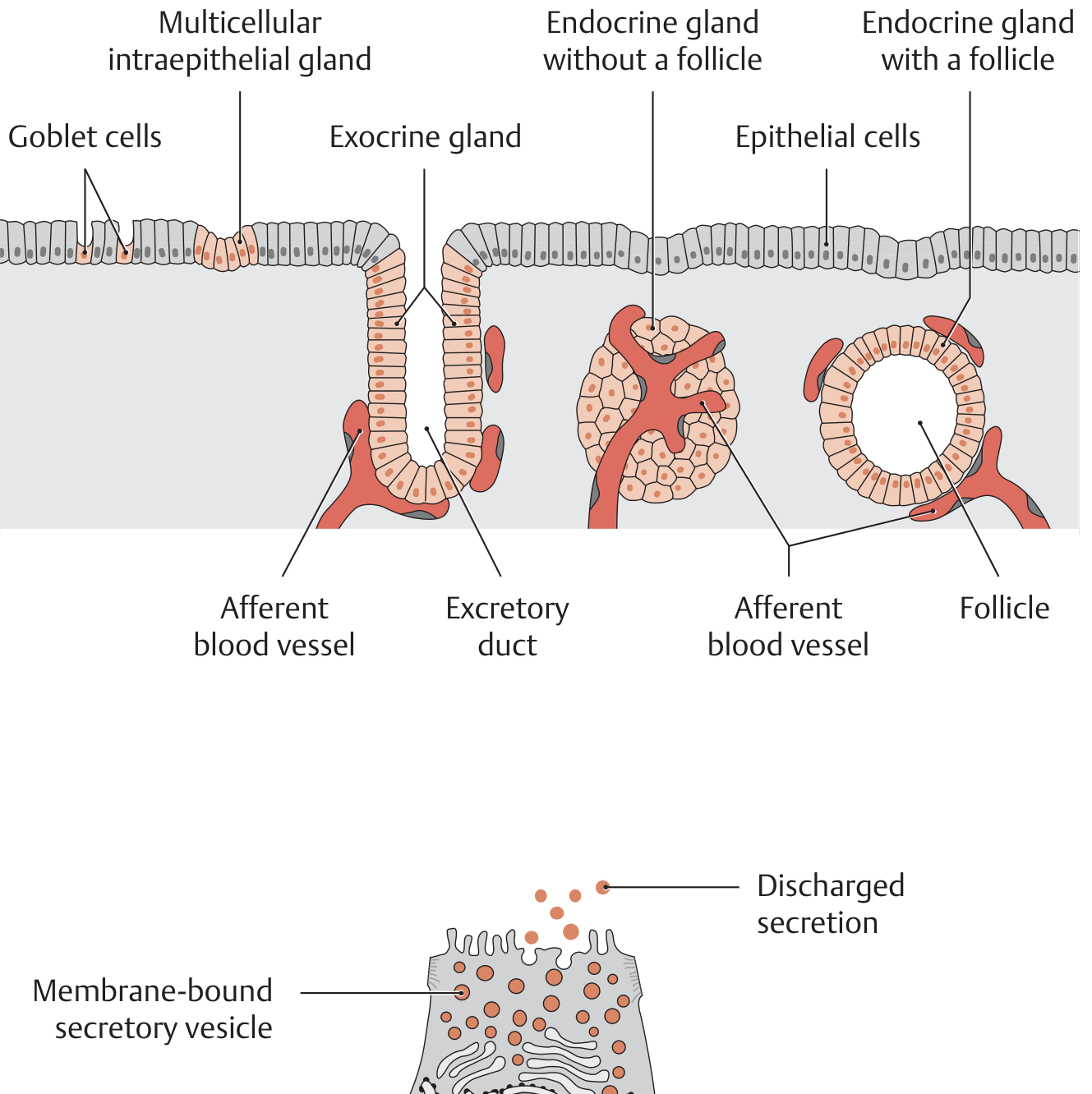 Diagram of exocrine and endocrine glands showing goblet cells, multicellular intraepithelial glands, exocrine glands with excretory ducts, and endocrine glands (with and without follicles)