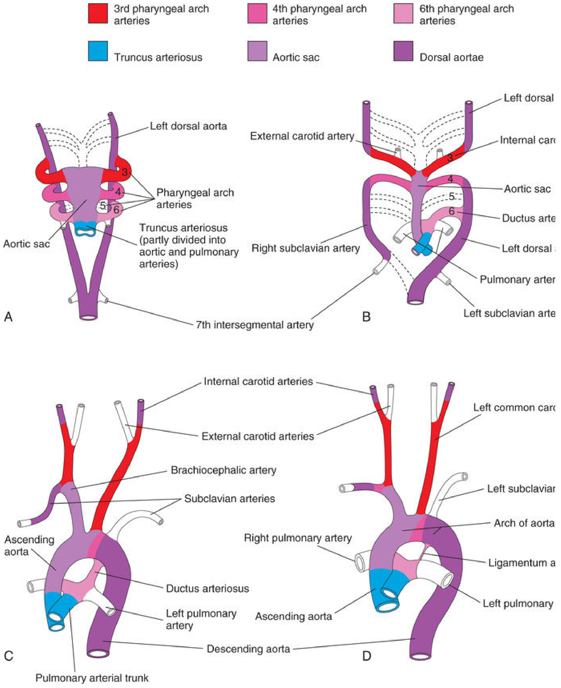 Development of pharyngeal arch arteries into adult arterial pattern, showing aortic sac, dorsal aortae, 3rd, 4th and 6th arch derivatives, aortic arch, carotid arteries, subclavian arteries, pulmonary arteries, and ductus arteriosus