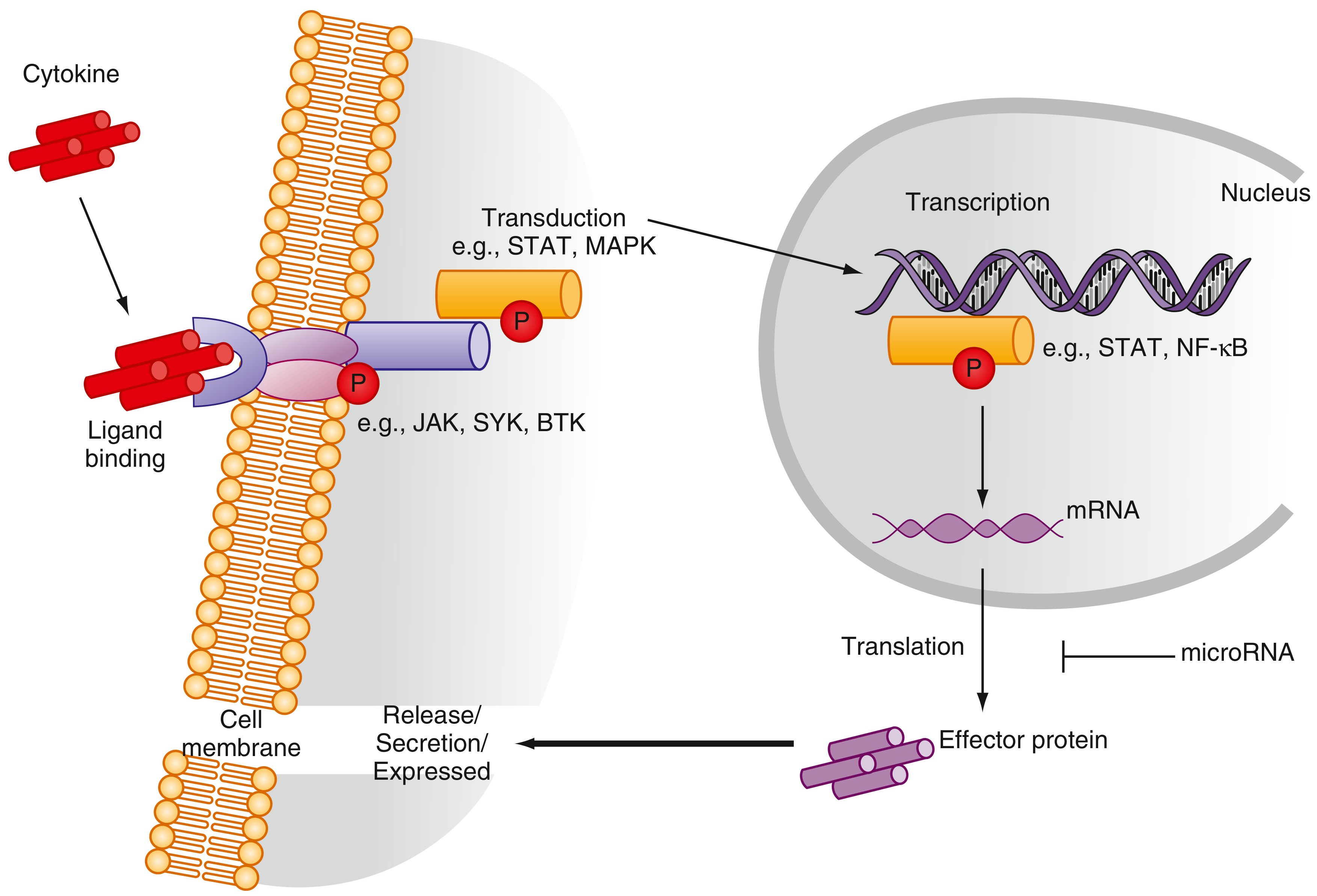 JAK-STAT cytokine signaling pathway