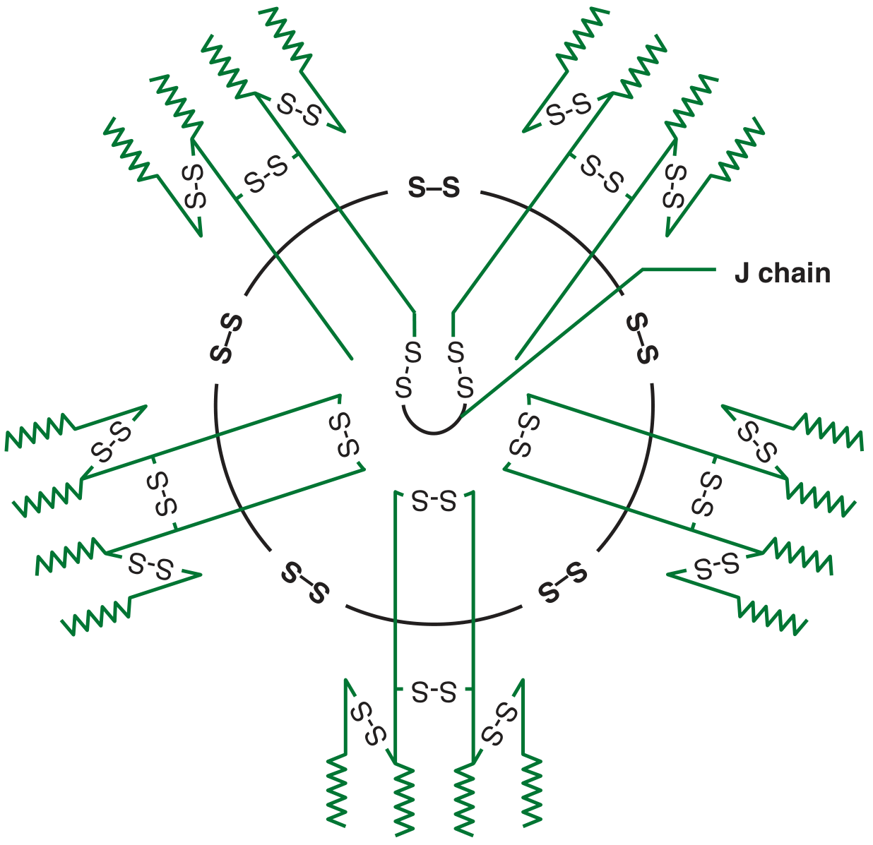 Pentameric IgM structure showing 5 Y-shaped monomeric units arranged in a circular pattern connected by disulfide bonds and a central J chain
