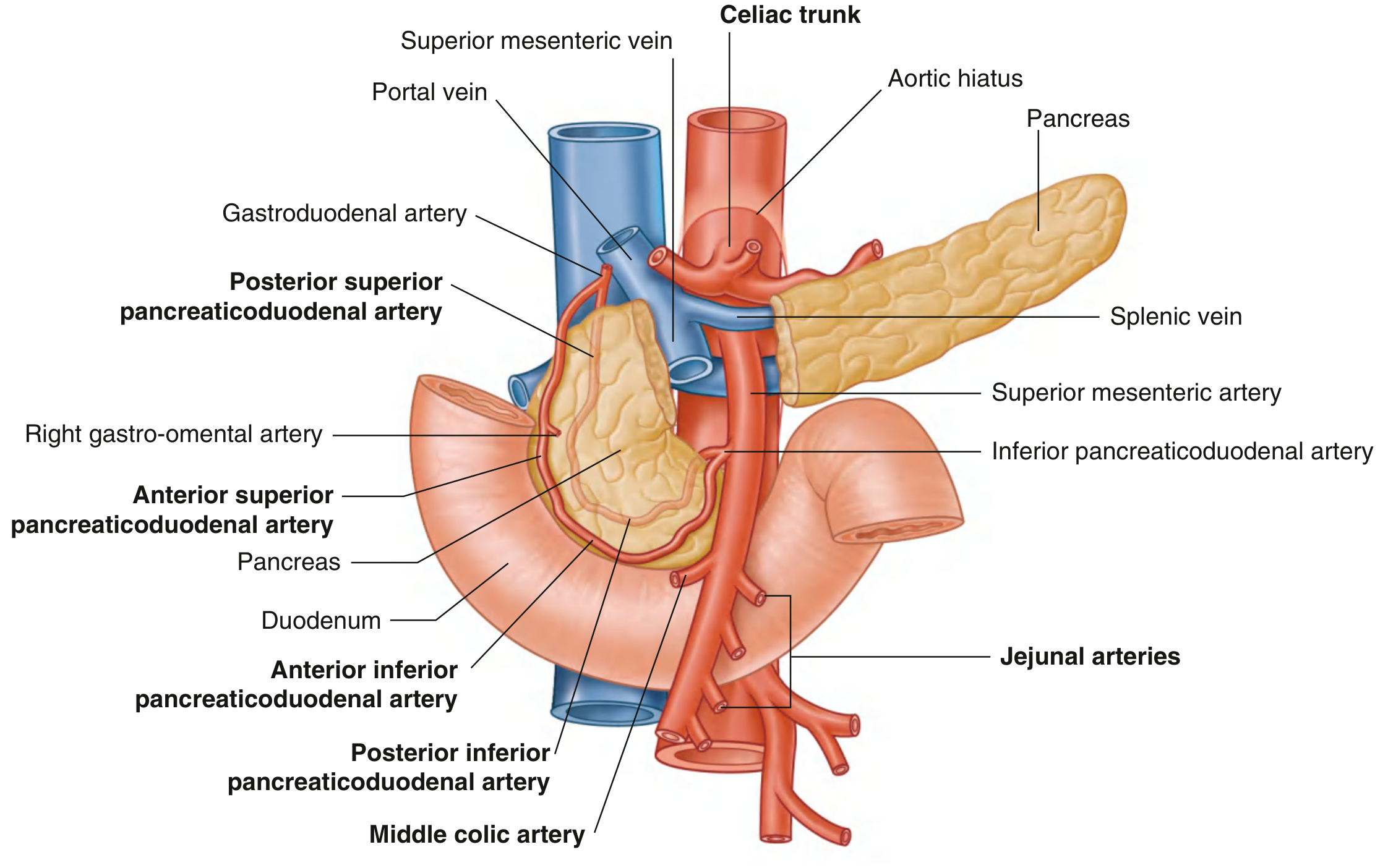 Superior Mesenteric Artery — initial branching
