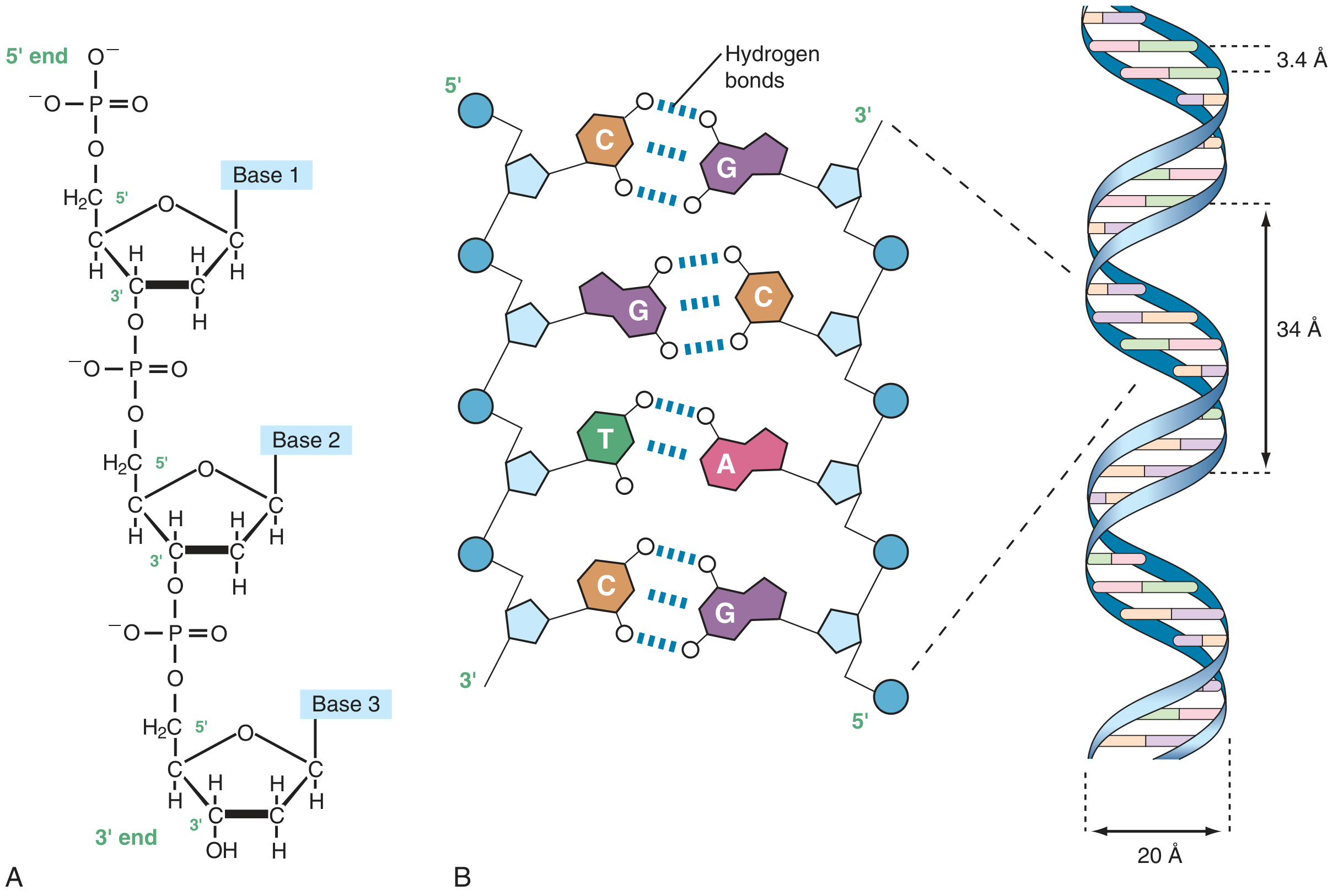 DNA structure: A) phosphodiester backbone, B) double helix with complementary base pairing, antiparallel strands, hydrogen bonds - from Thompson & Thompson Genetics