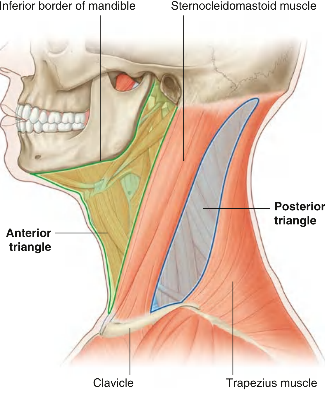 Anterior and Posterior Triangles of the Neck