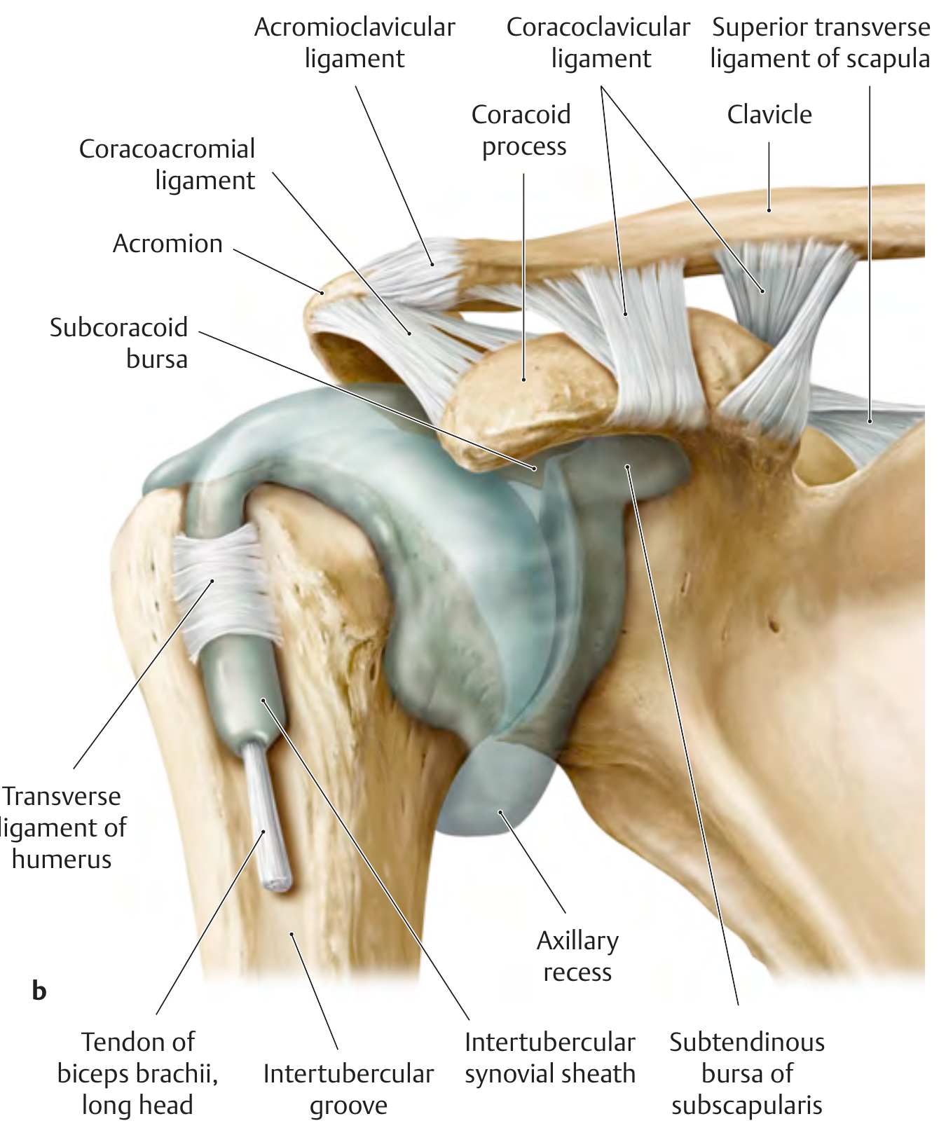 Shoulder joint capsule and ligaments - anterior view