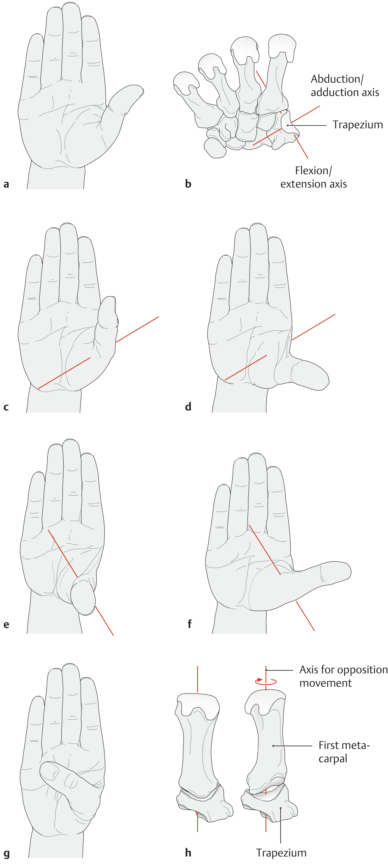 Axes of motion of the carpometacarpal joint of the thumb, showing abduction/adduction and flexion/extension axes, and the axis for opposition movement at the first metacarpal