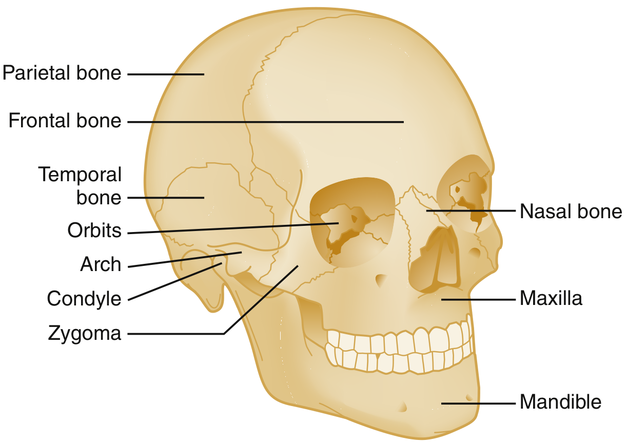 Bones of the facial skeleton - lateral view