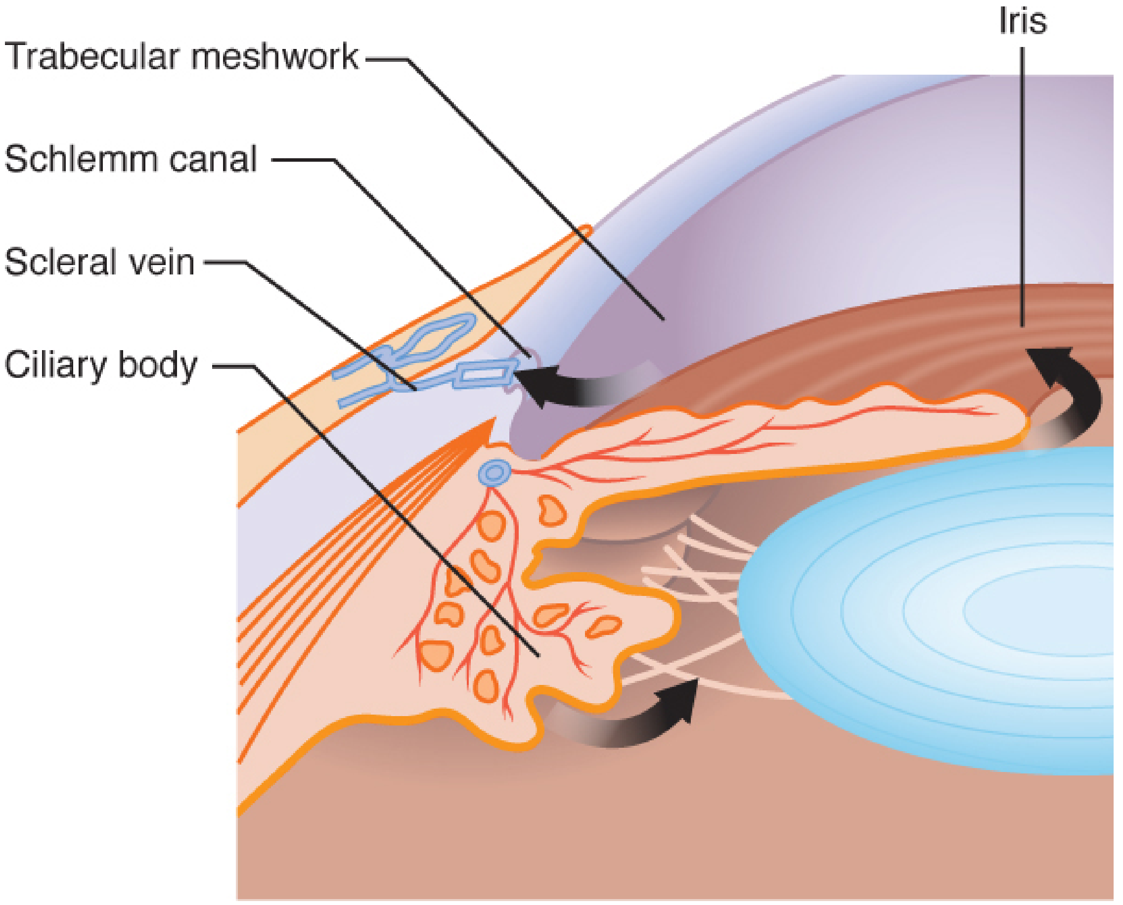 Ocular anatomy concerned with control of intraocular pressure