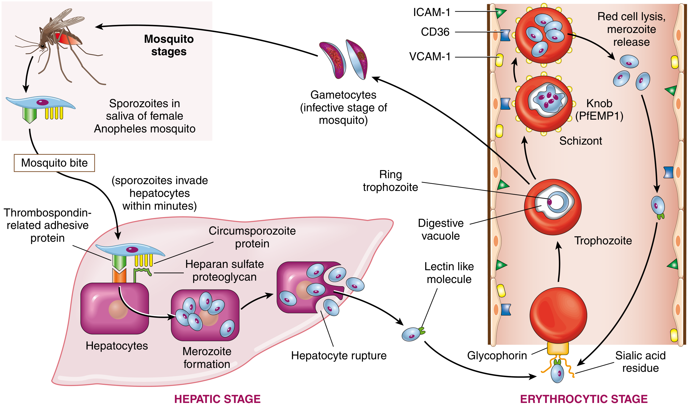 Life cycle of Plasmodium falciparum - Robbins Cotran