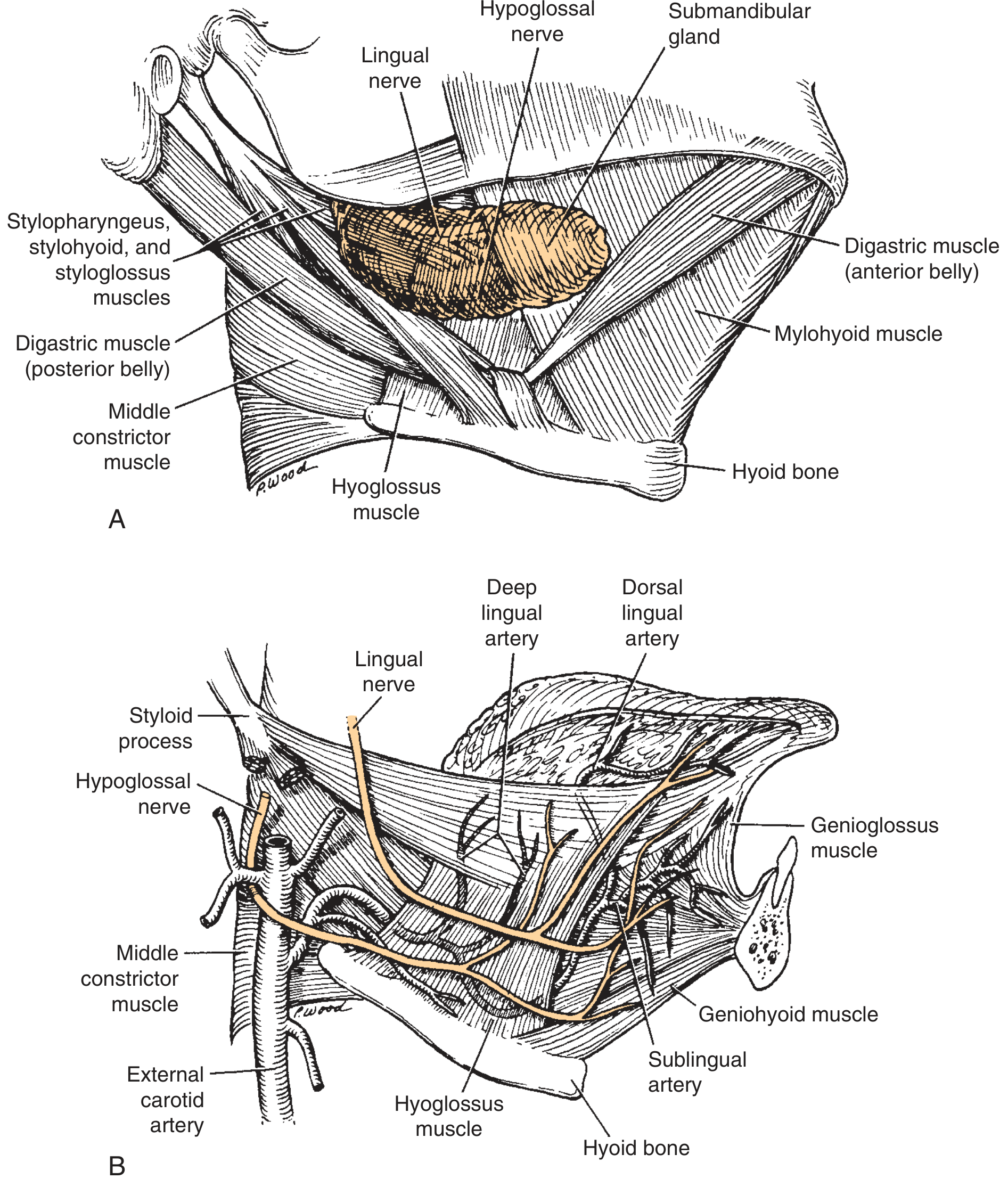 Submandibular region anatomy showing the gland, muscles, vessels and nerves