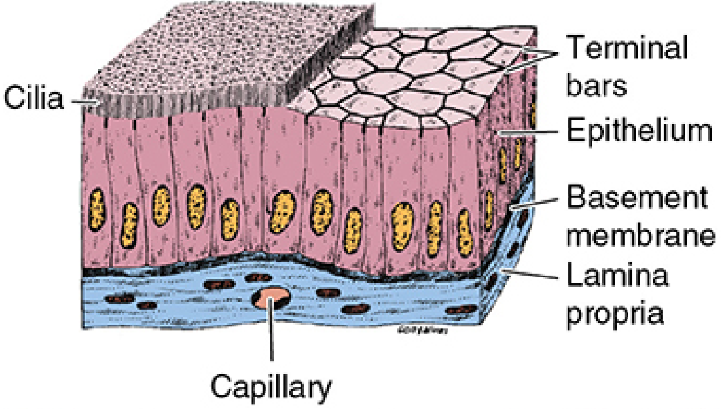 Simple columnar epithelium 3D diagram showing tall columnar cells with oval nuclei, goblet cells secreting mucus, cilia on the apical surface, terminal bars at cell junctions, basement membrane, and capillary below
