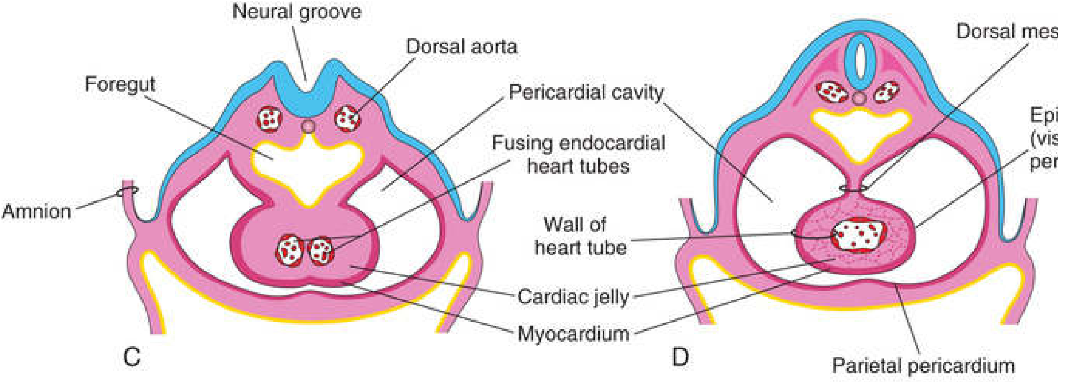 Cross-sections showing fusion of paired endocardial heart tubes into a single heart tube with cardiac jelly, myocardium layers visible