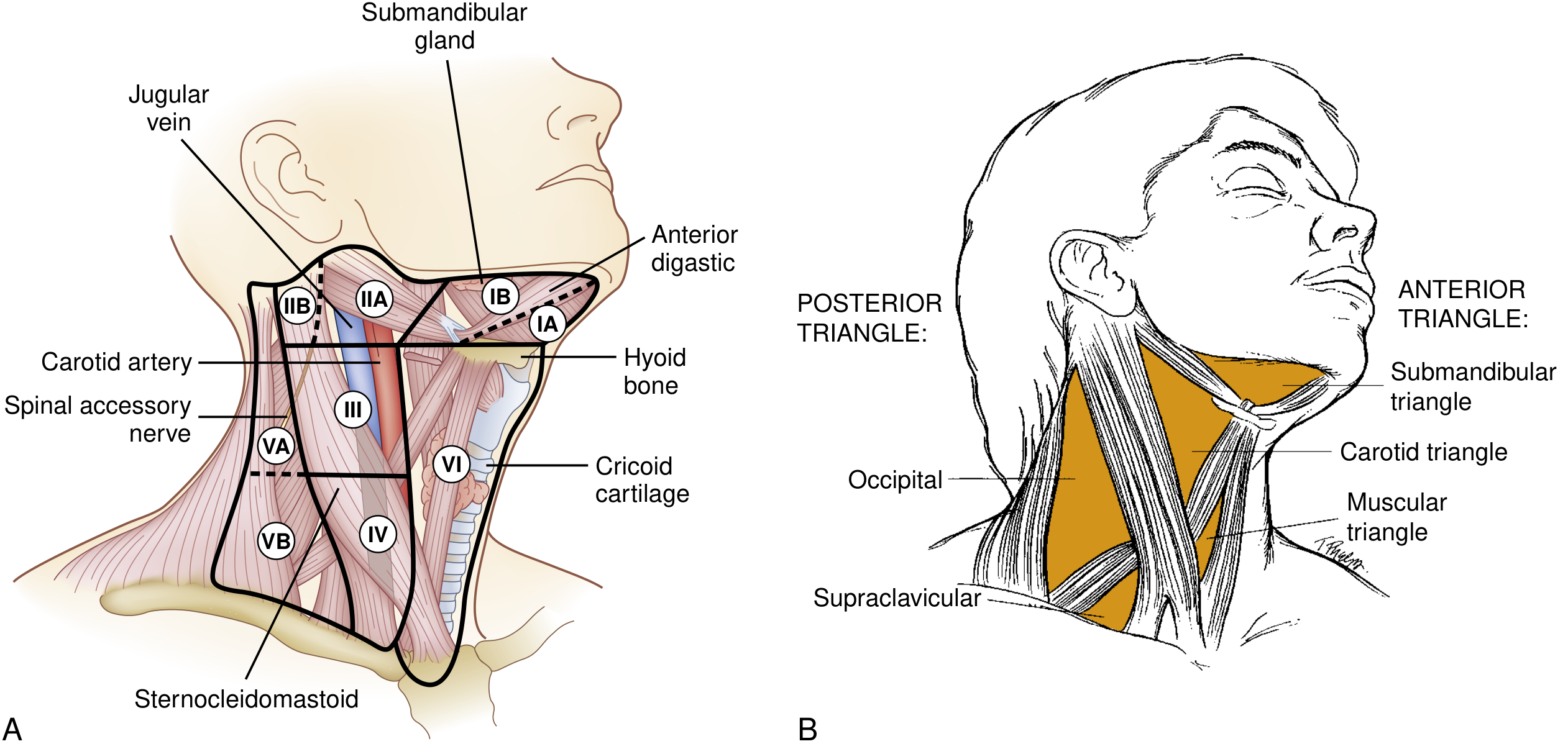 Cervical lymph node levels (I-VII) and neck triangles