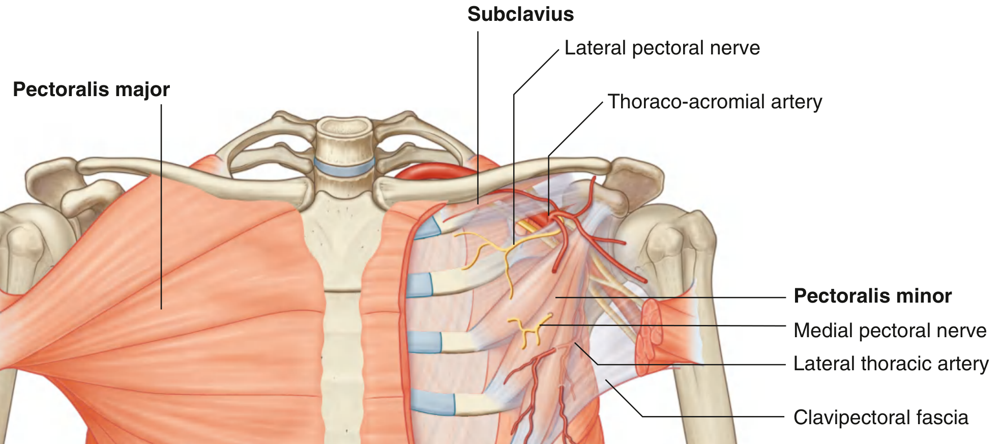 Pectoralis major and pectoral region muscles, nerves, and arteries