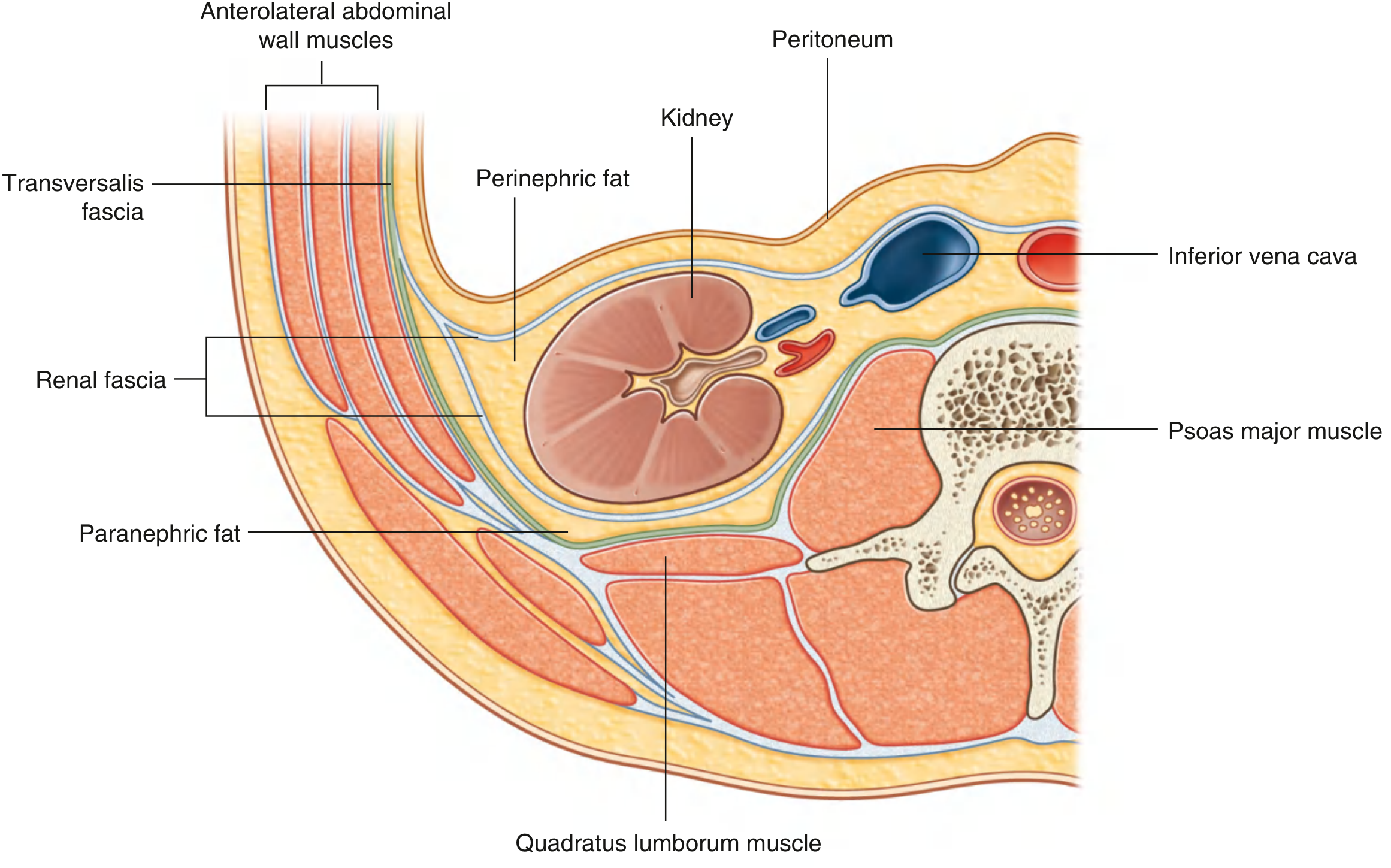 Organization of Fat and Fascia Surrounding the Kidney