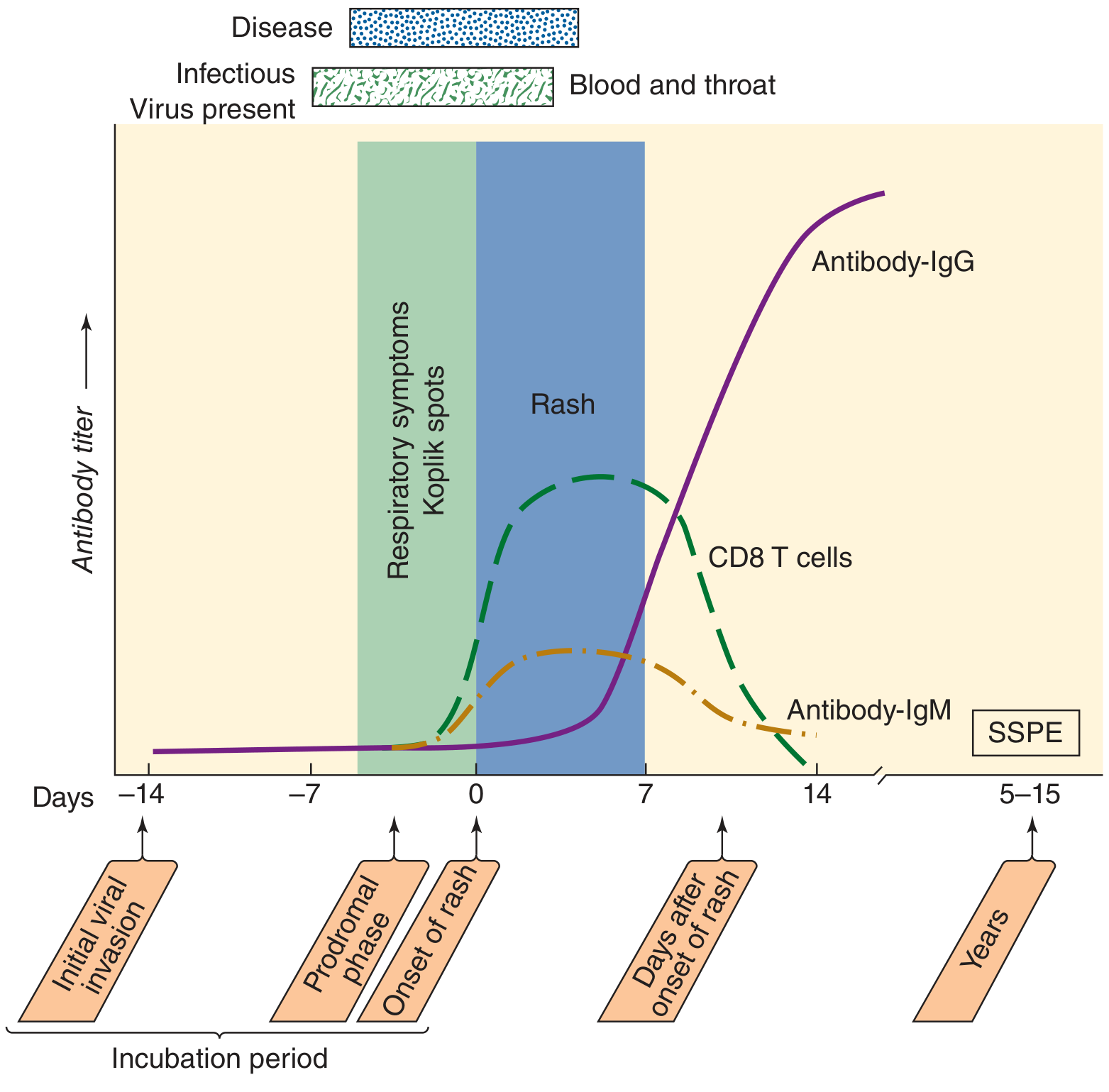 Natural history of measles infection showing incubation, prodromal phase, rash onset, immune response curves (IgM, IgG, CD8 T cells), and late SSPE complication