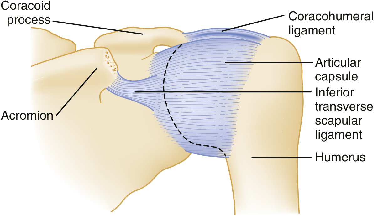 Shoulder joint capsule showing coracohumeral ligament and articular capsule