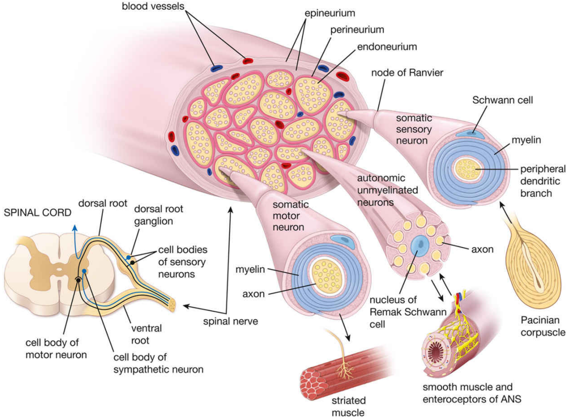 Comprehensive diagram showing spinal cord dorsal and ventral roots, dorsal root ganglion, spinal nerve cross-section with epineurium/perineurium/endoneurium, sensory (Pacinian corpuscle), motor (striated muscle), and ANS connections
