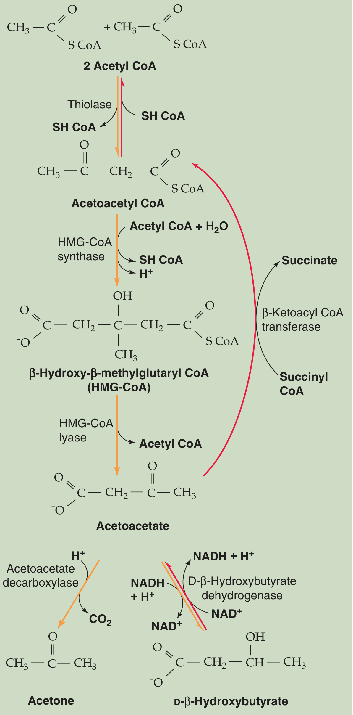 Ketogenesis and metabolism of ketone bodies - Medical Physiology textbook