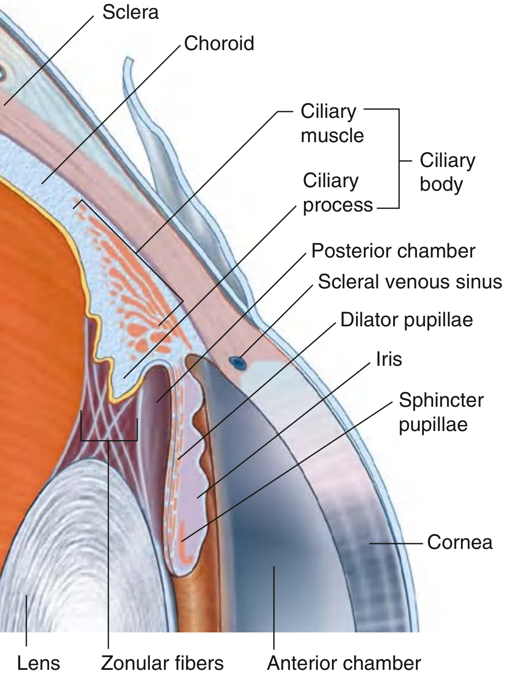 Ciliary body and iris anatomy diagram showing sphincter pupillae, dilator pupillae, anterior and posterior chambers