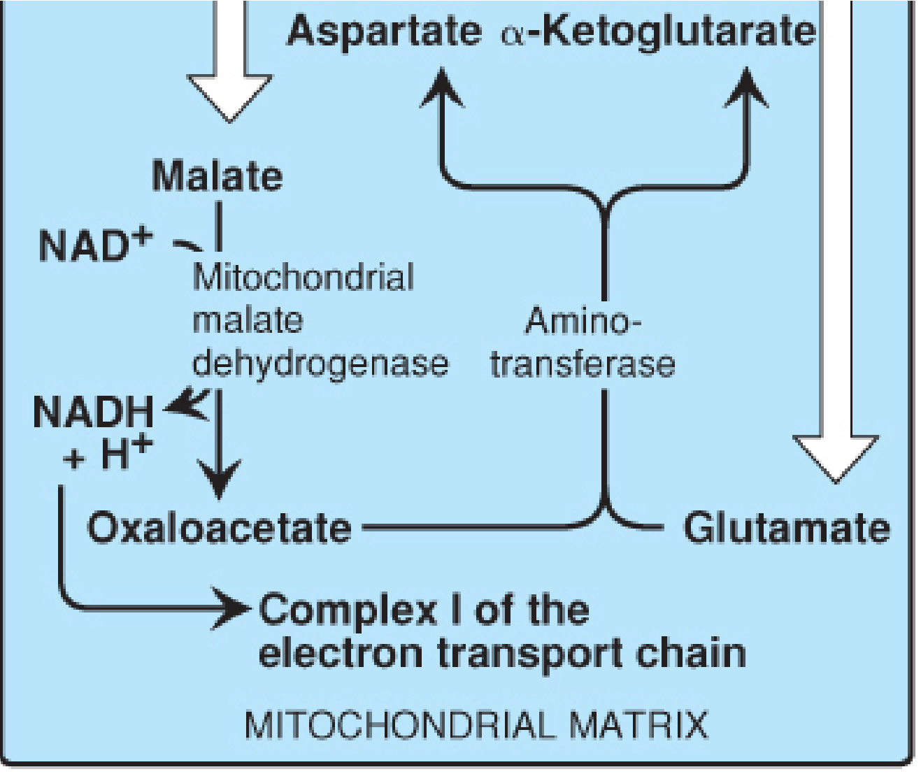 Malate-aspartate shuttle - matrix side