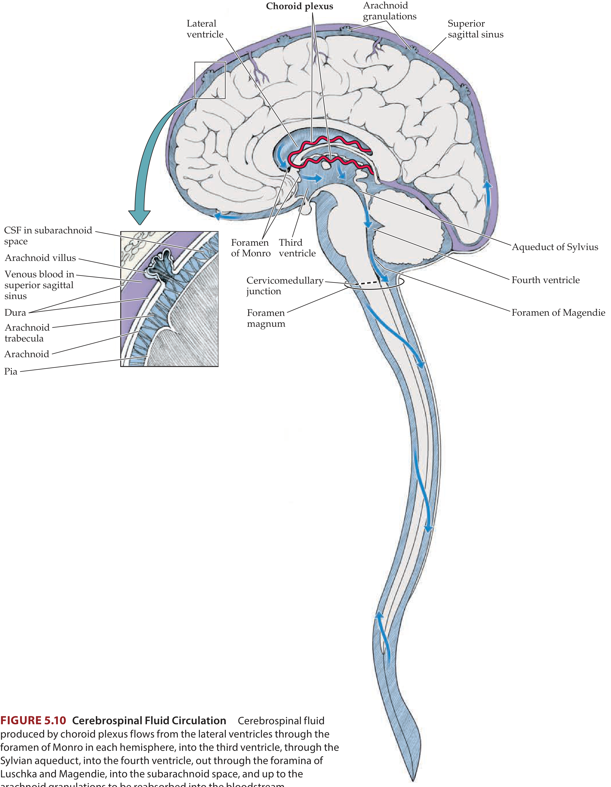 CSF circulation pathway - sagittal view showing choroid plexus production, ventricular flow through foramina, subarachnoid space, and absorption at arachnoid granulations into superior sagittal sinus