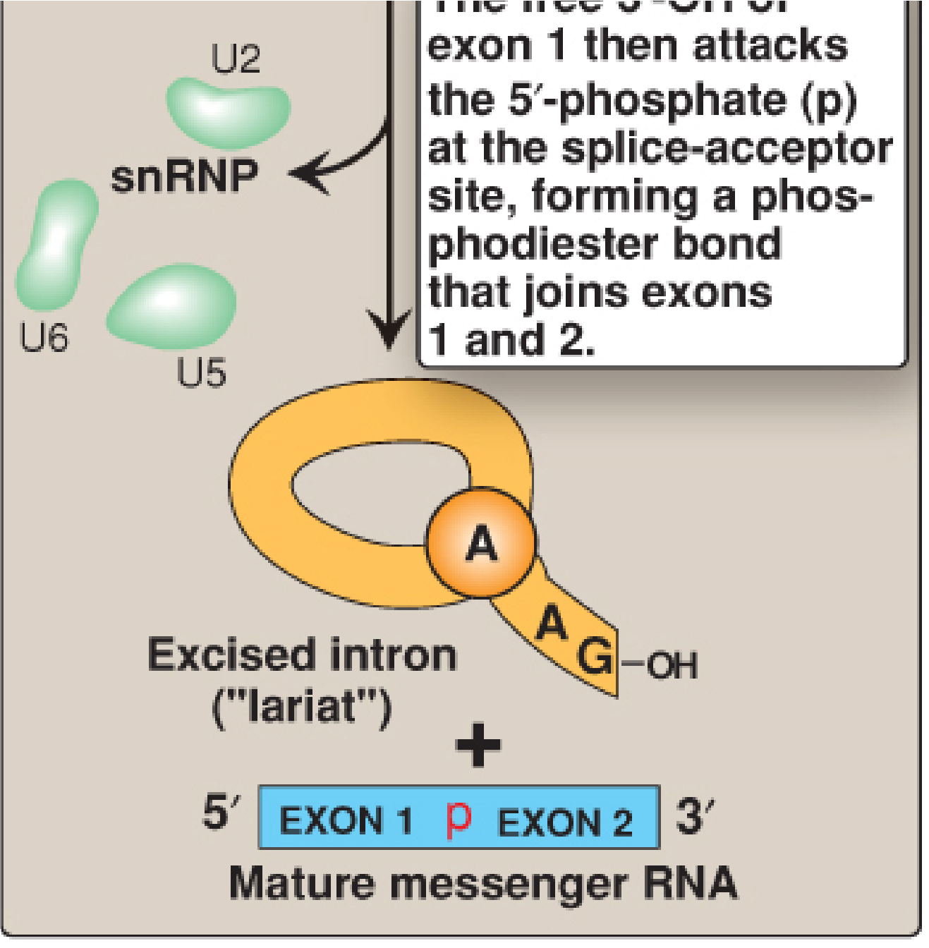 Spliceosome showing U1 snRNP at 5' donor site, U2 at branch point A, U4/U5/U6 completing the complex, and lariat formation with exon joining to produce mature mRNA