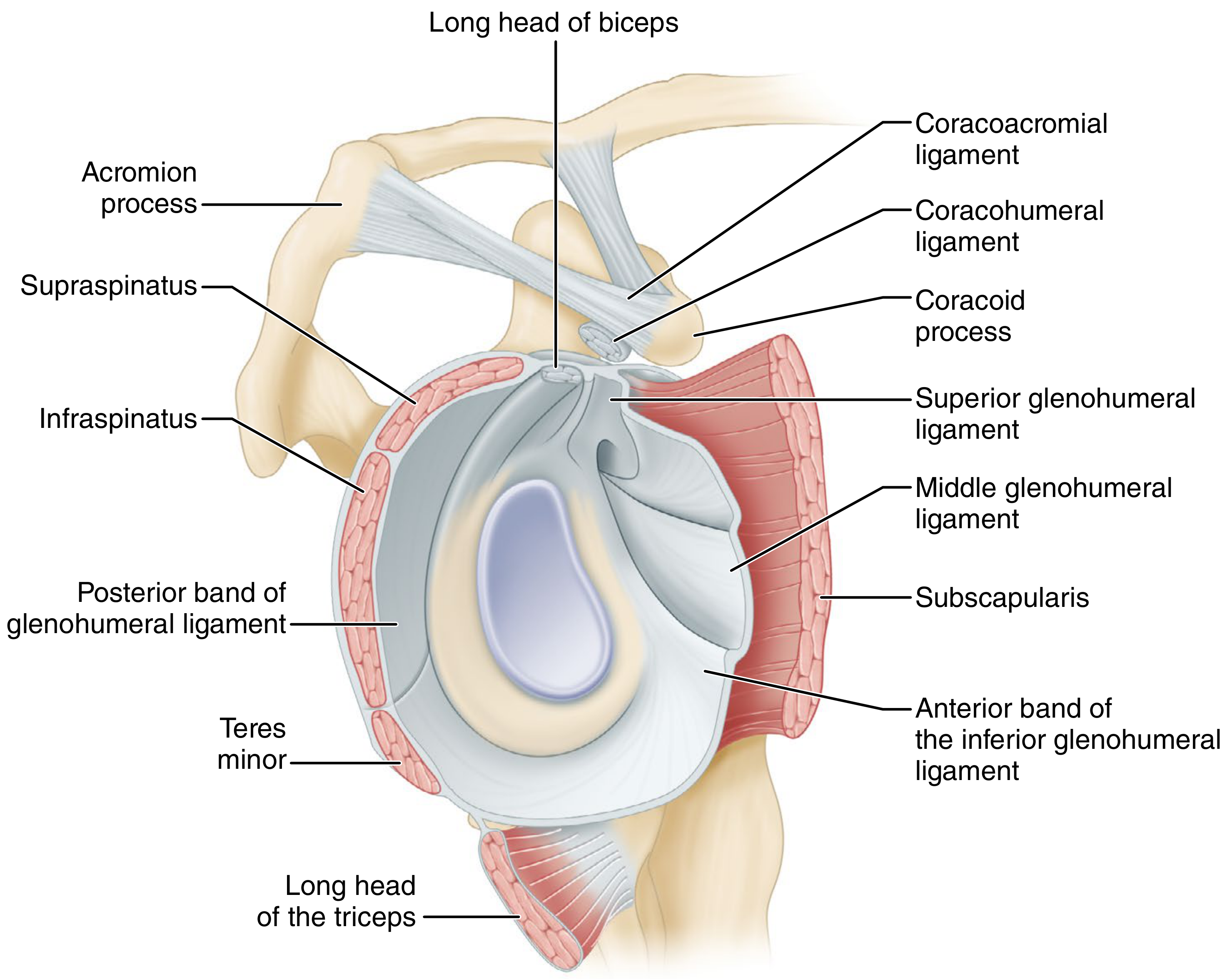 Glenoid and surrounding capsule, ligaments, and dynamic muscle stabilizers - Campbell's Operative Orthopaedics eFig. 52.1