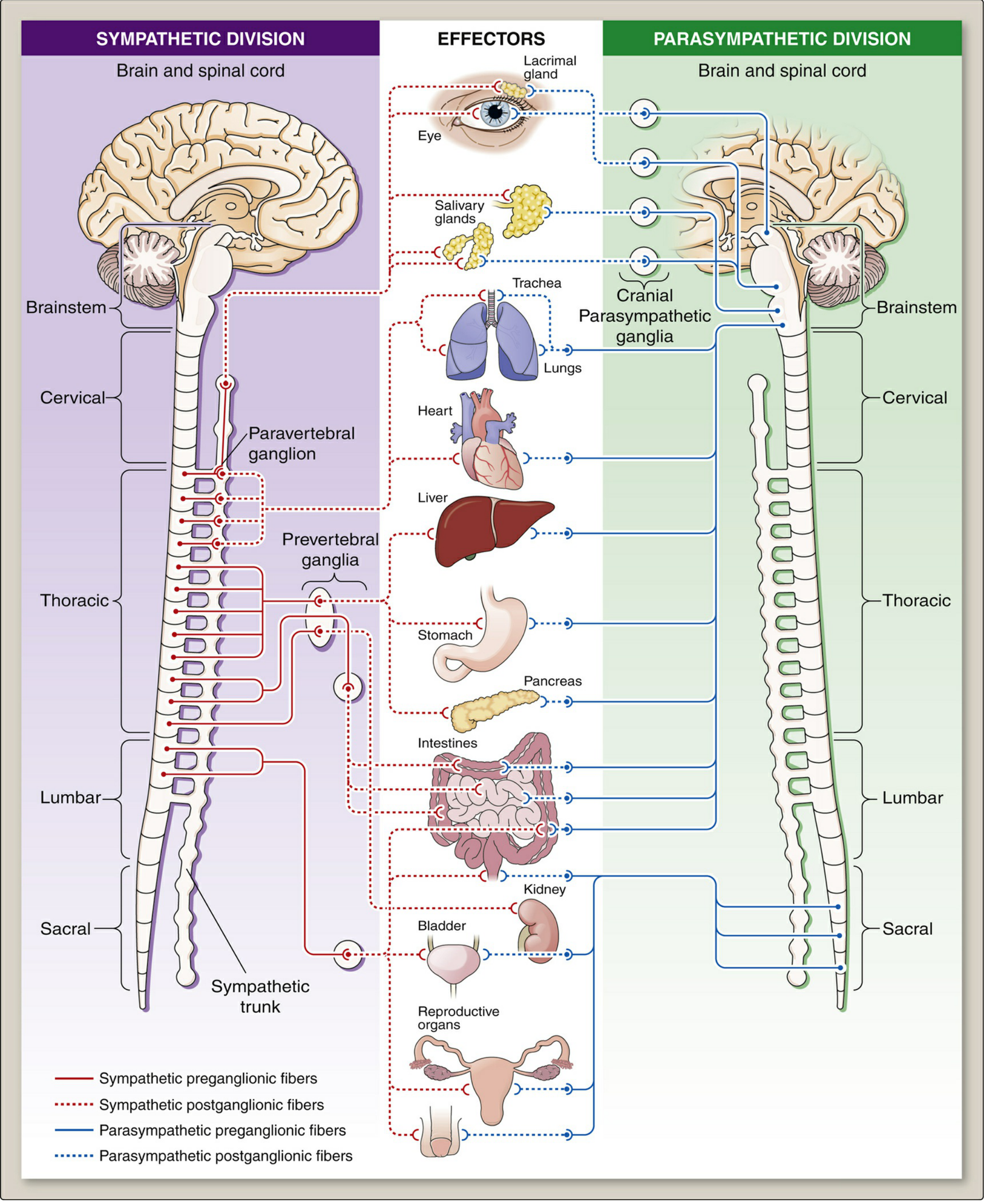Sympathetic and parasympathetic divisions of the ANS, showing preganglionic (solid lines) and postganglionic (dotted lines) fiber pathways to effector organs