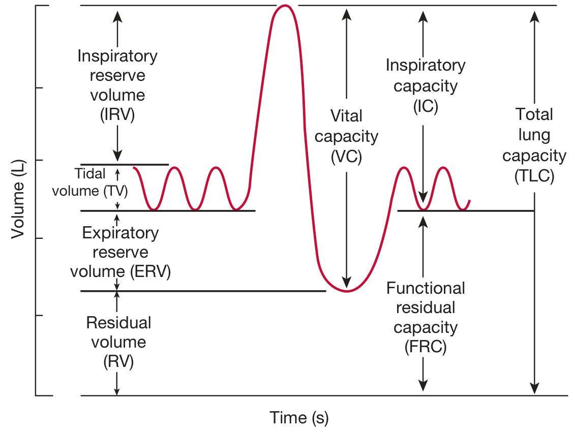 Lung volumes and capacities shown on a spirogram