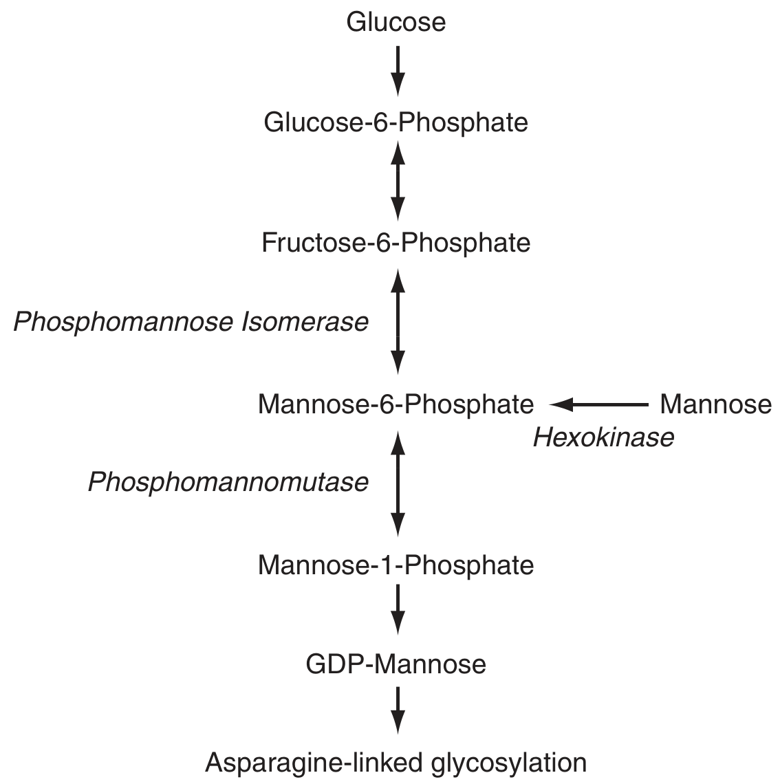 Pathway of heme synthesis showing sites of enzymatic deficiency in porphyrias