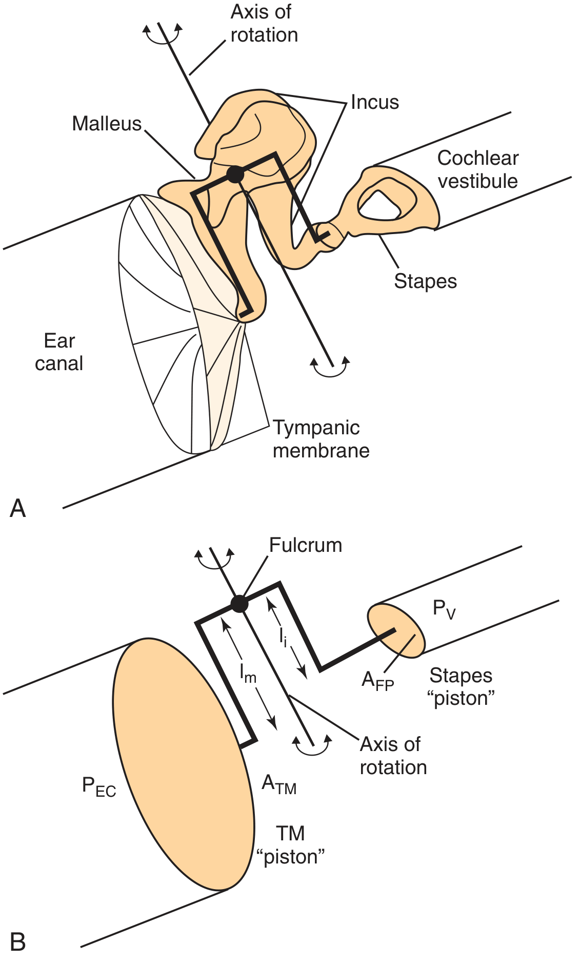 Schematic of middle ear system showing anatomical structures (A) including malleus, incus, stapes, tympanic membrane, cochlear vestibule with axis of rotation, and mechanical model (B) showing fulcrum, lever arms lm and li, TM piston area ATM, footplate area AFP, with ear canal pressure PEC and vestibular pressure PV
