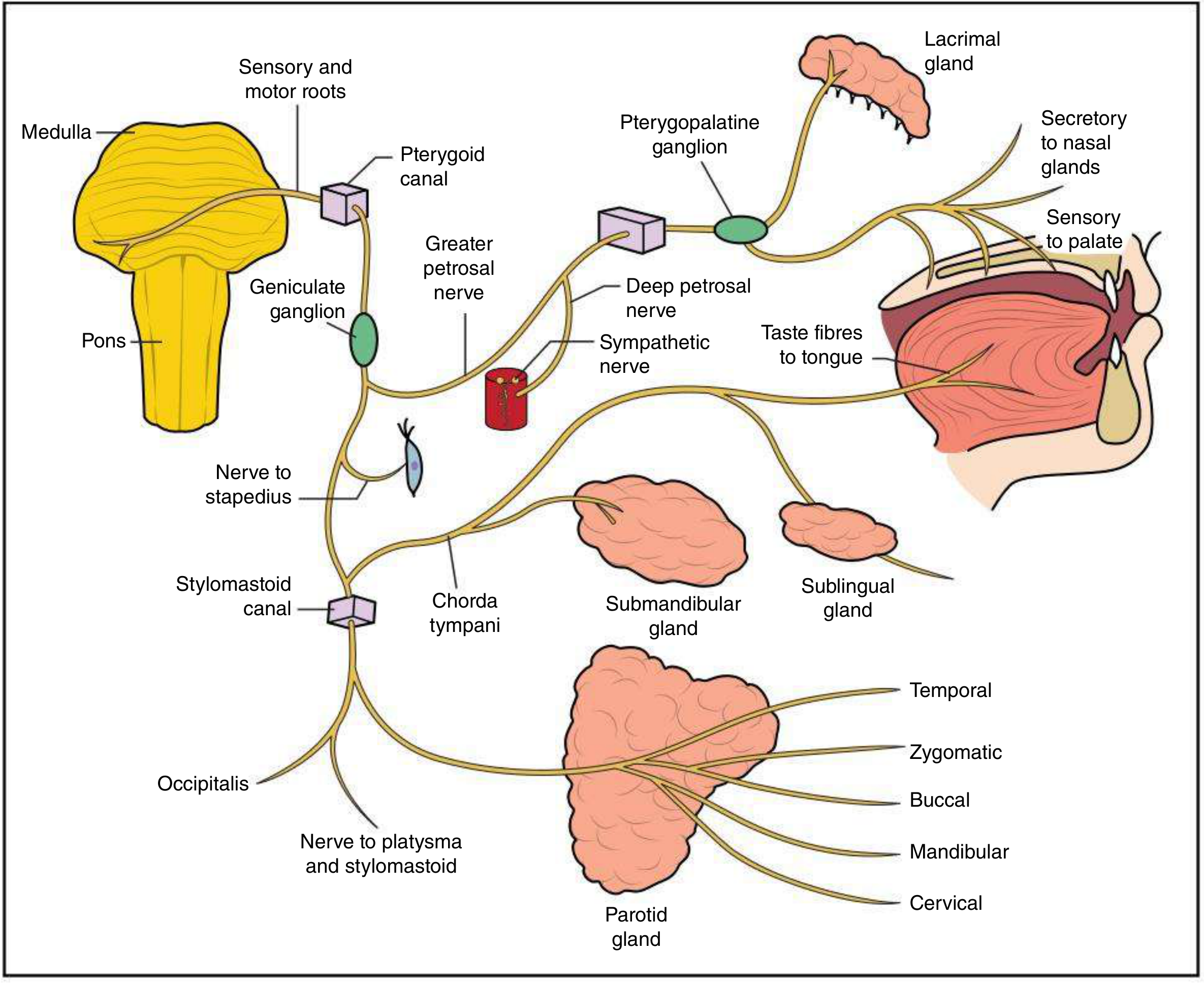Anatomy of the seventh (facial) nerve - full peripheral course from pons through petrous bone to parotid and terminal branches