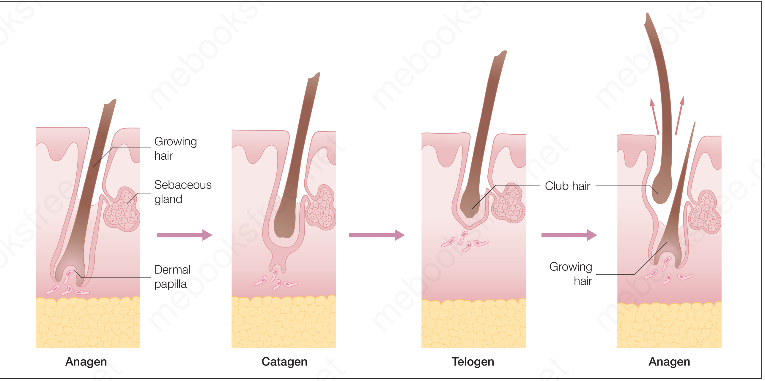 Hair Growth Cycle - Anagen, Catagen, Telogen, Anagen