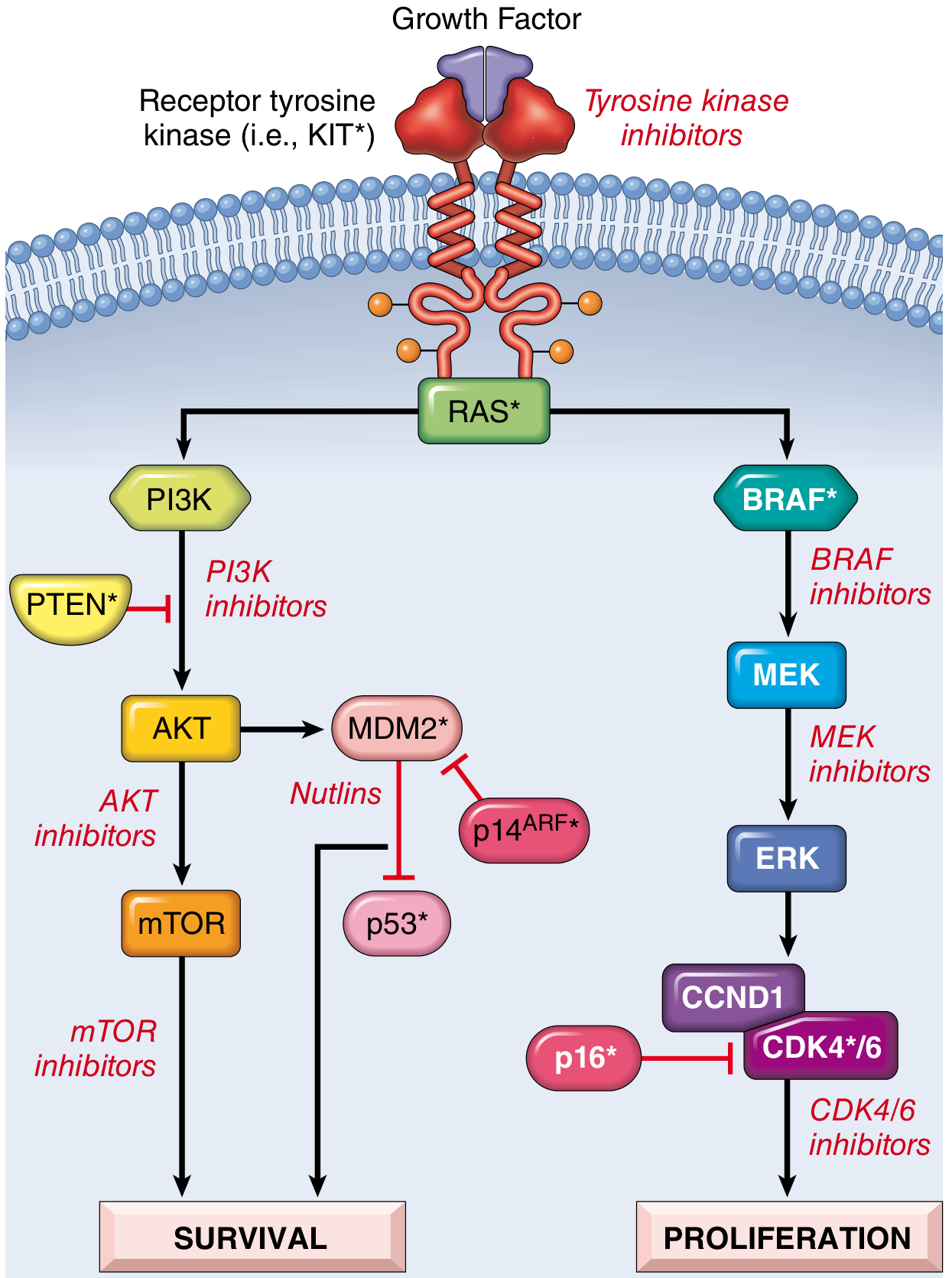 Fig. 25.7 - Growth factor → KIT → RAS → BRAF/MEK/ERK (proliferation) and PI3K/AKT/mTOR (survival); PTEN, p16, p53 are tumor suppressors mutated in melanoma
