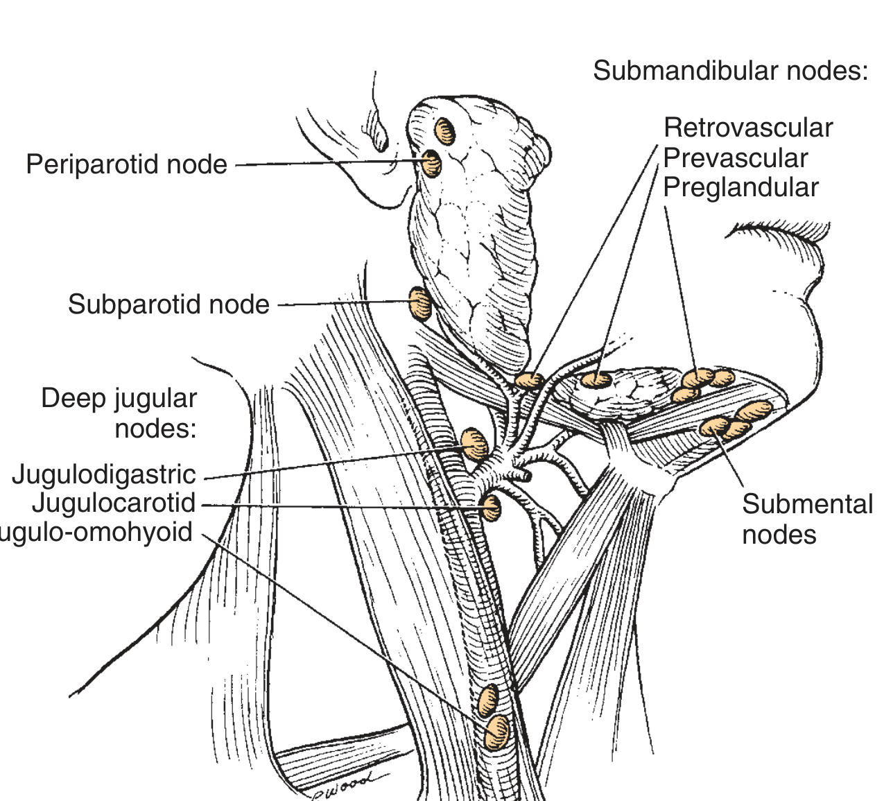 Lymphatic regions of the upper neck - Cummings Otolaryngology