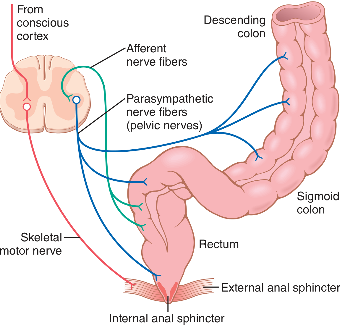 Afferent and efferent pathways of the parasympathetic defecation reflex - Guyton & Hall