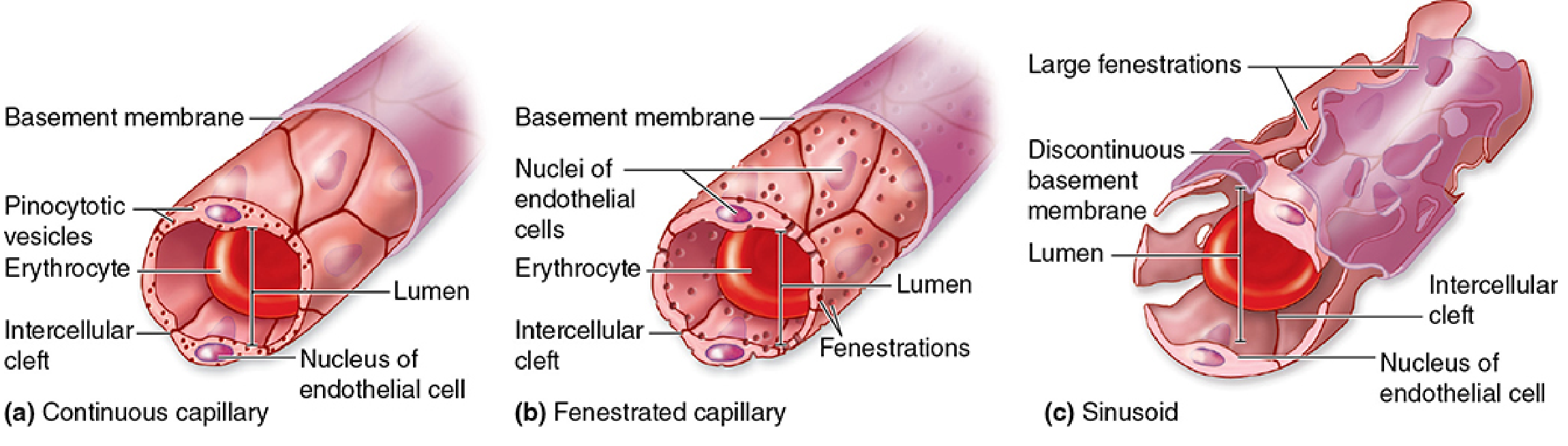 Three types of capillaries: continuous, fenestrated, and sinusoidal