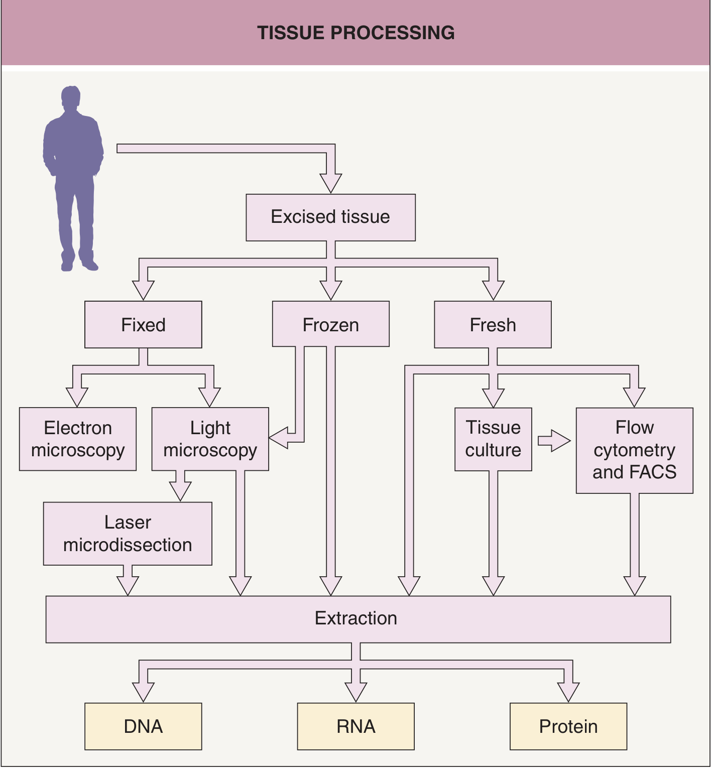 Tissue processing flowchart showing fixed, frozen and fresh pathways