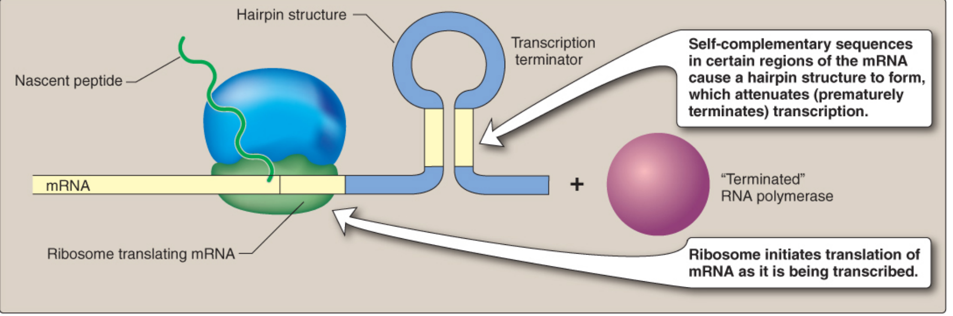 Attenuation mechanism showing the ribosome translating nascent mRNA, a hairpin transcription terminator structure forming in the mRNA, causing premature termination of RNA polymerase when tryptophan is plentiful