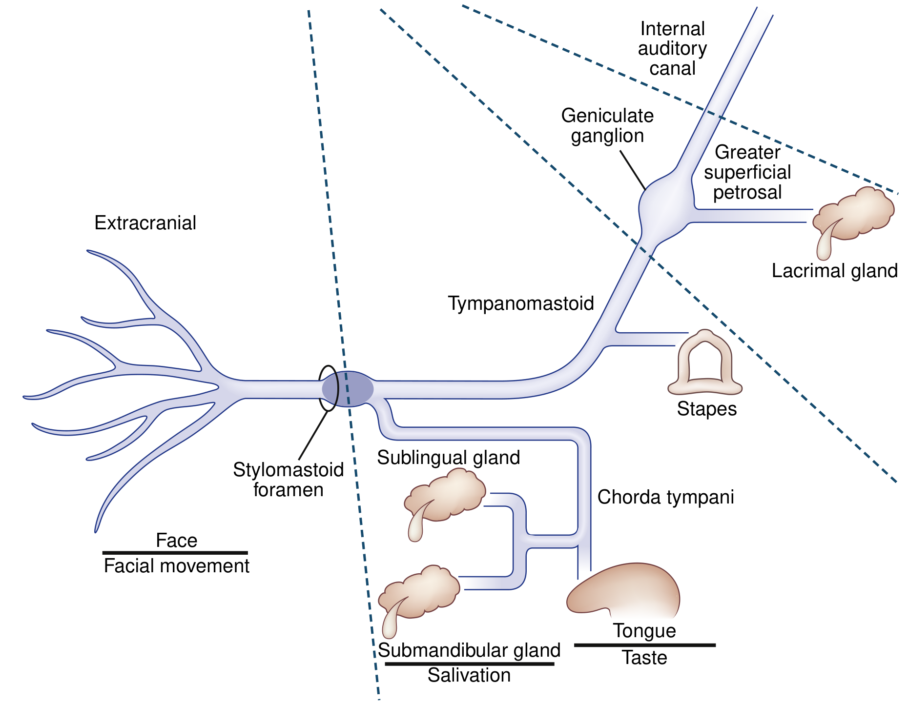 Facial Nerve Schematic - branches and functions