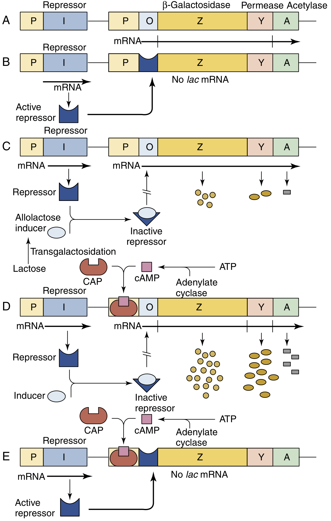 Lac operon regulation showing 5 states: A) normal basal transcription, B) repressor binds operator blocking mRNA in absence of inducer, C) allolactose inducer inactivates repressor allowing low-level transcription, D) full activation with both inducer and cAMP-CAP complex, E) no mRNA despite CAP binding because active repressor blocks the operator