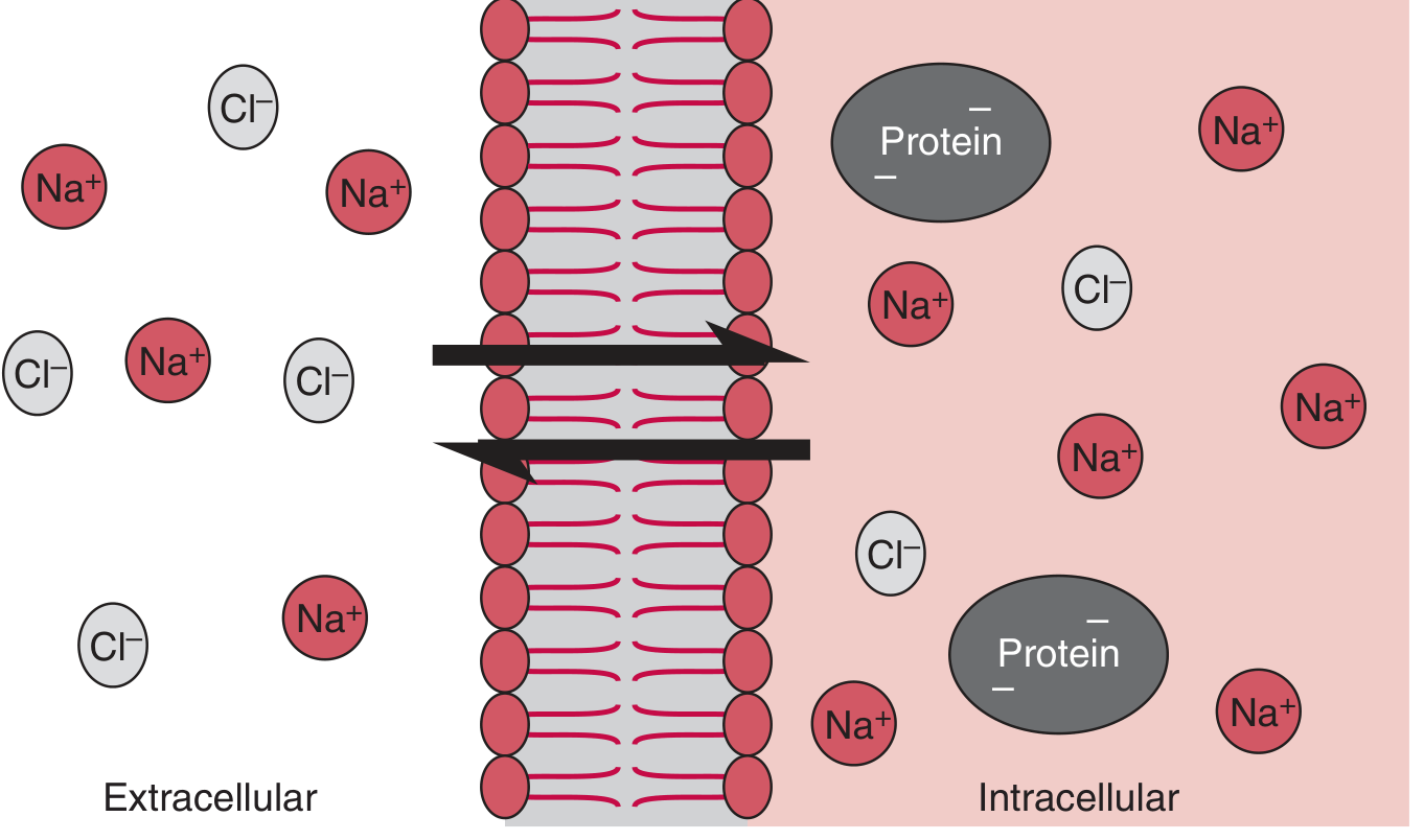 Gibbs-Donnan equilibrium across a cell membrane - negatively charged intracellular proteins attract Na+ inward and repel Cl- outward, creating asymmetric ion distribution while maintaining electrical neutrality in each compartment