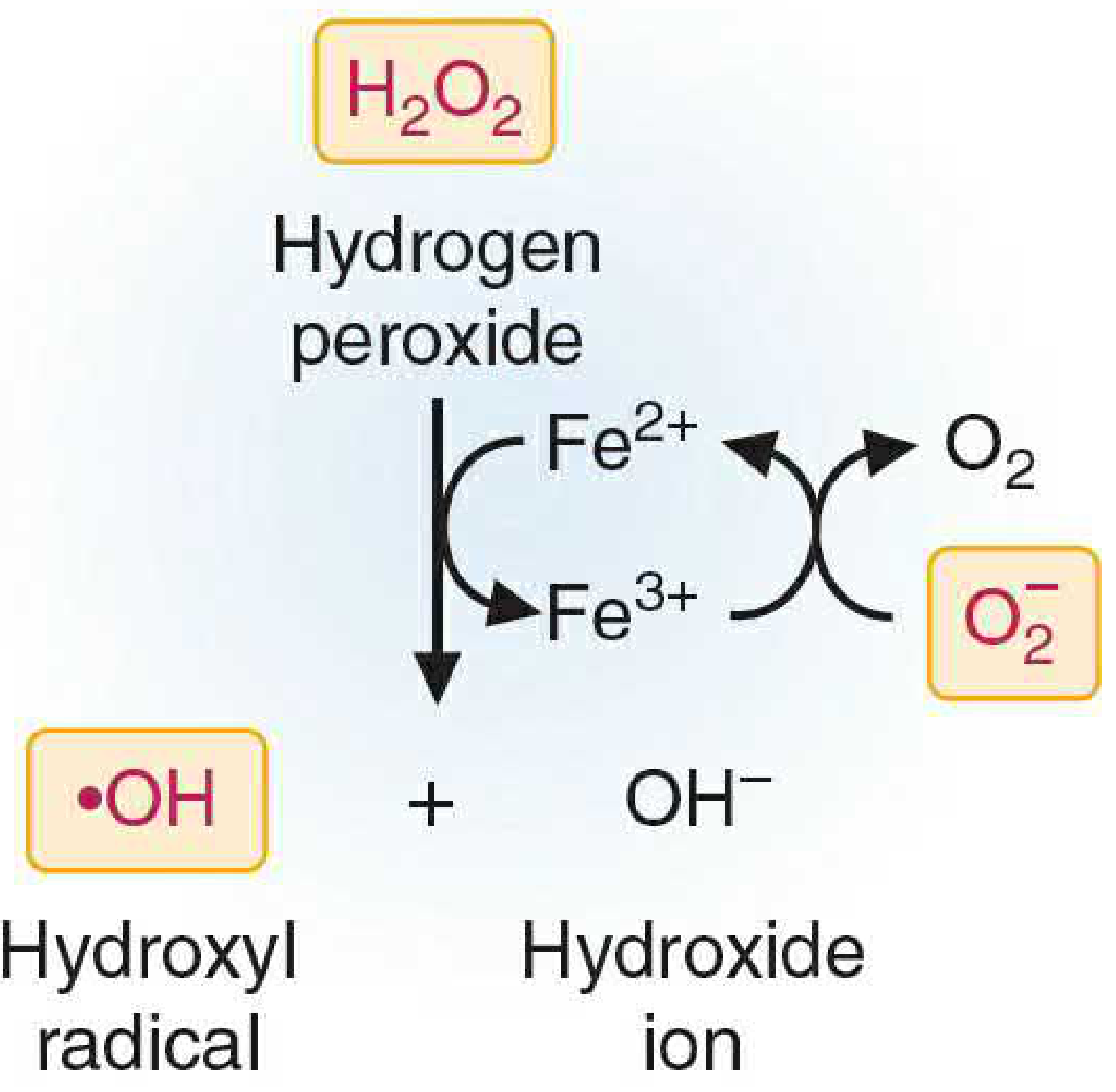 Fenton/Haber-Weiss reaction diagram