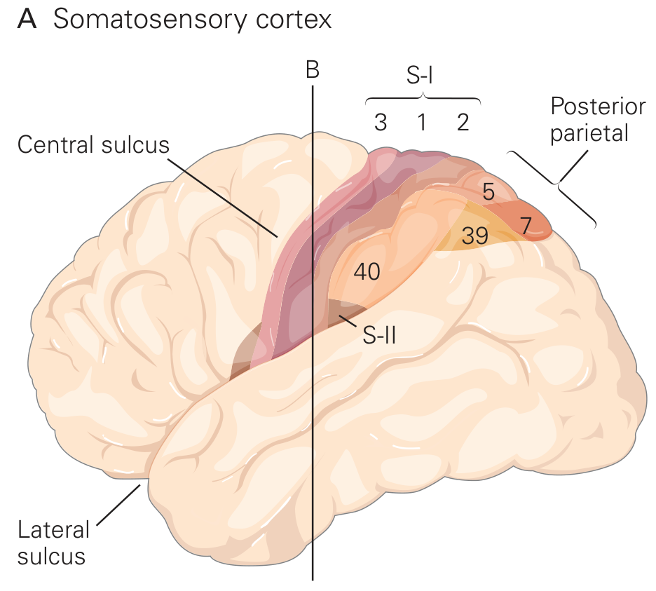 Somatosensory cortical areas S-I (areas 3, 1, 2), S-II, and posterior parietal cortex (areas 5, 7, 39, 40)