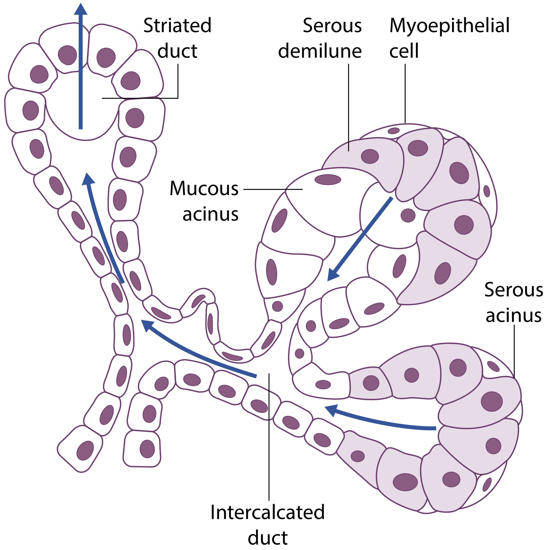 Salivary gland microanatomy - serous acinus, mucous acinus, serous demilune, intercalated duct, striated duct and myoepithelial cells