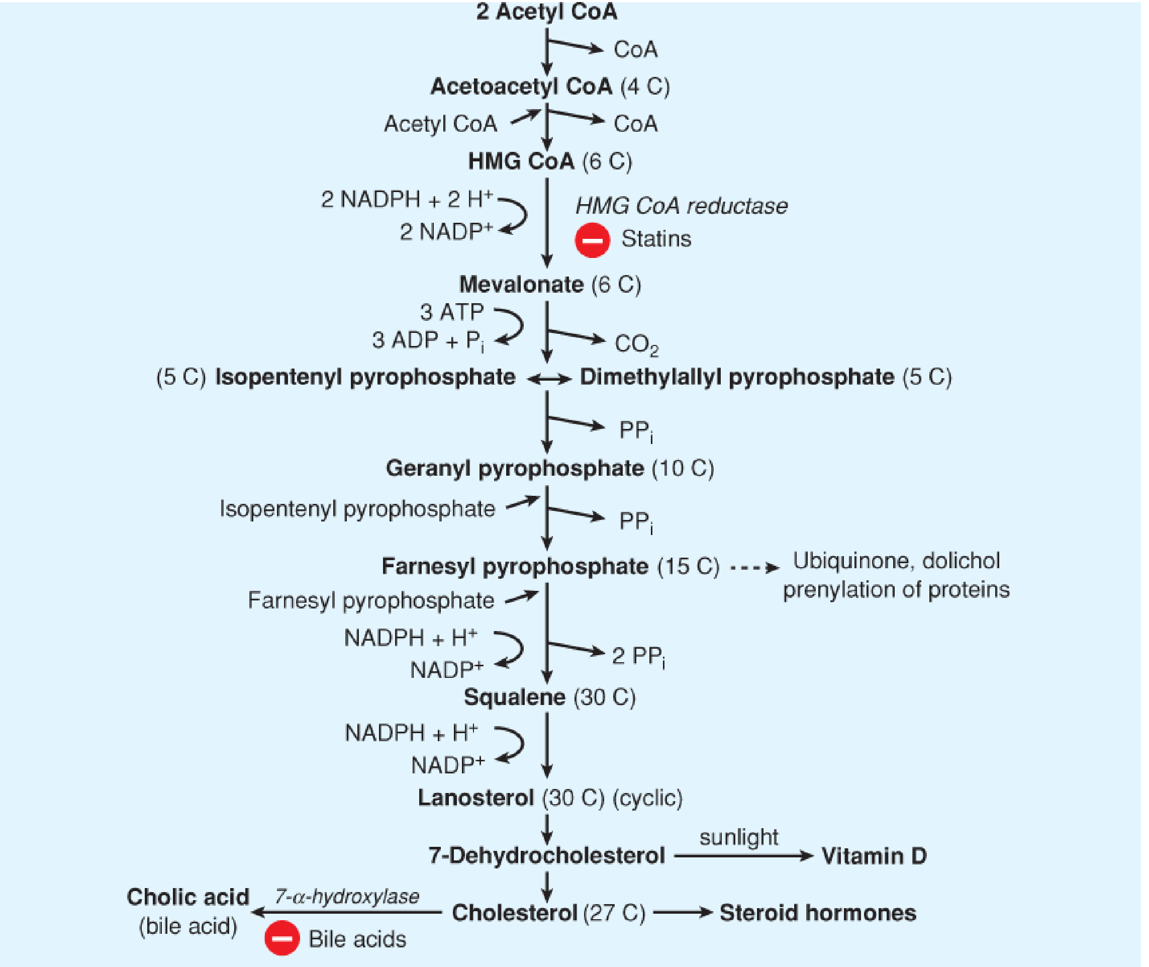 Cholesterol biosynthesis pathway showing statins blocking HMG-CoA reductase
