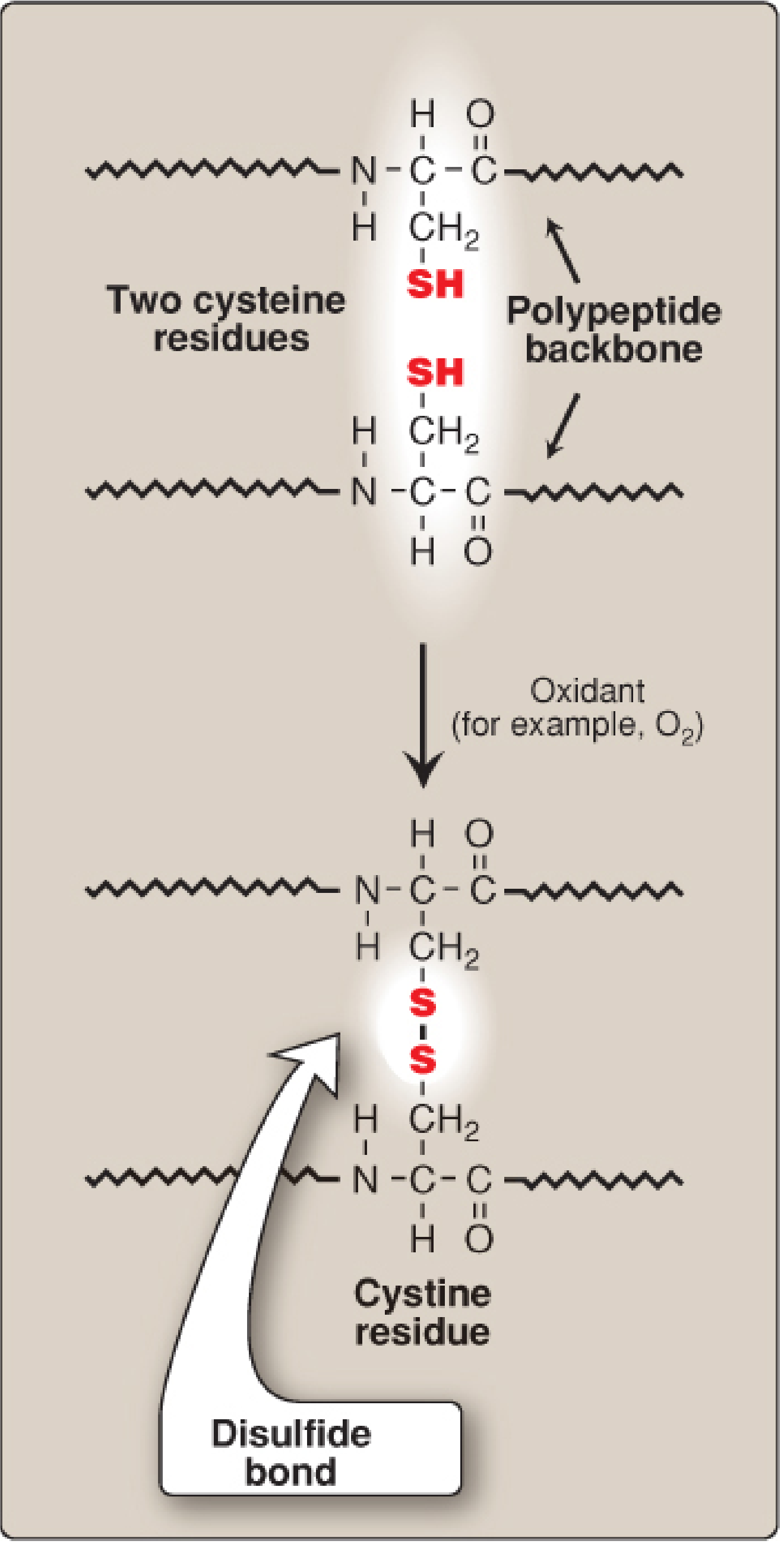 Disulfide bond formation: two cysteine -SH groups oxidized to form S-S cystine residue