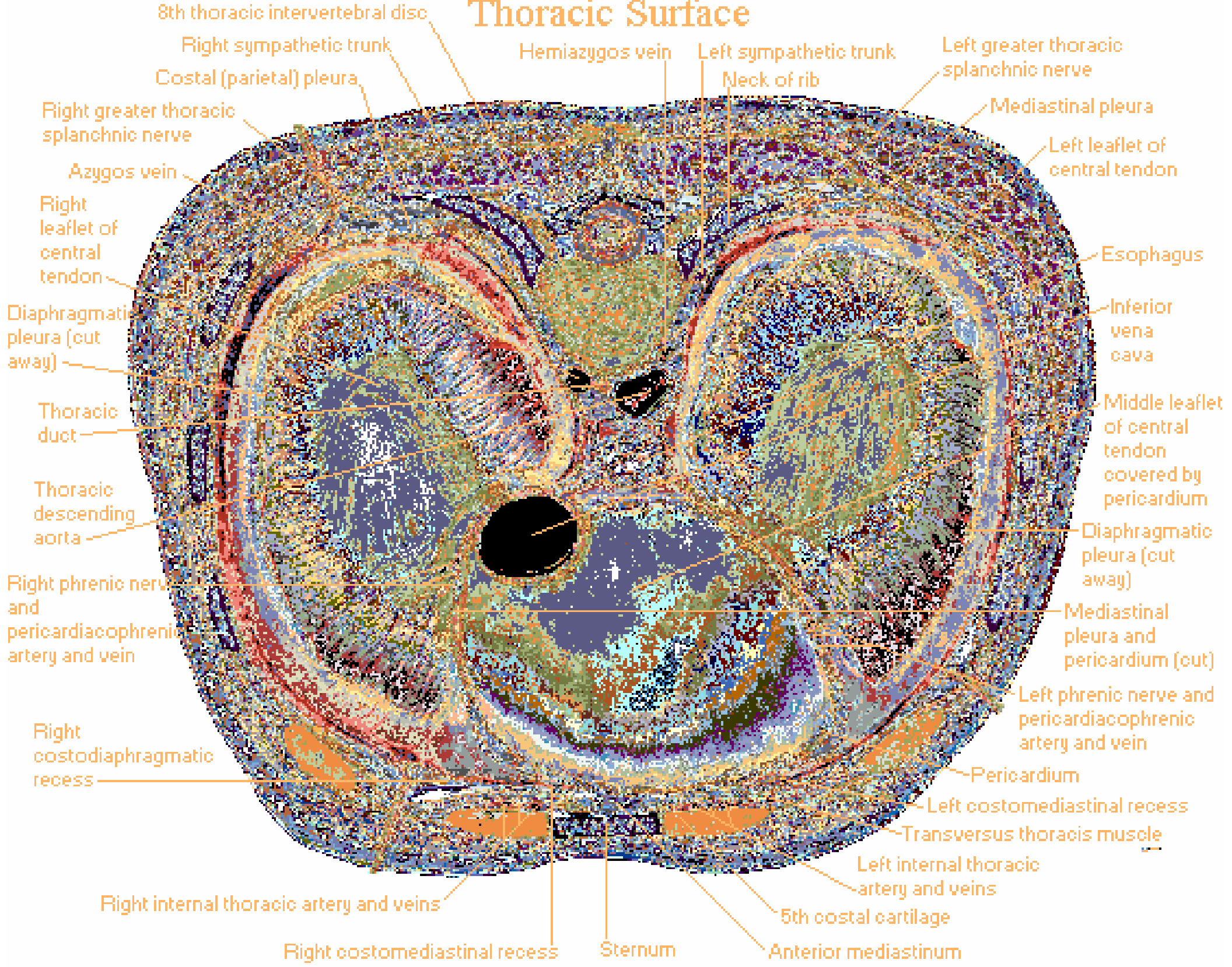 Thoracic Surface - Inferior View